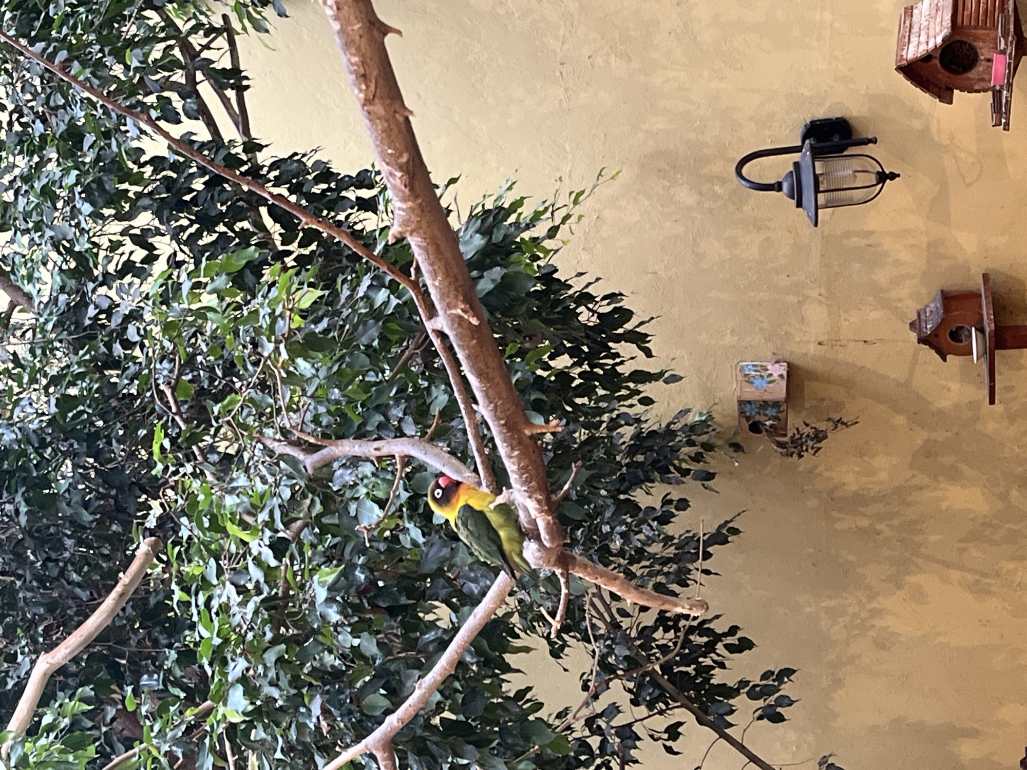 The image shows a lovebird perched on a branch of a ficus tree. The bird has a red head, yellow neck, and green body. The tree is indoors, and the backdrop is a textured beige wall with a vintage-style wall-mounted lantern and two birdhouses. The location may be the city of Mexico City, Mexico.