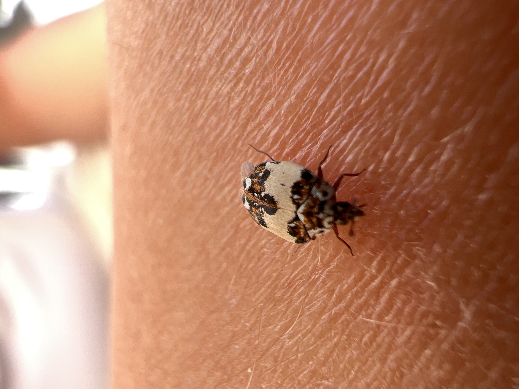 A close-up photograph shows an insect crawling on human skin. The insect has a mottled pattern of white, brown, and black markings. The skin is pinkish in tone, with visible skin texture and fine hairs. The background is out of focus. The location in Novi Sad, Serbia, is not discernible from the image.