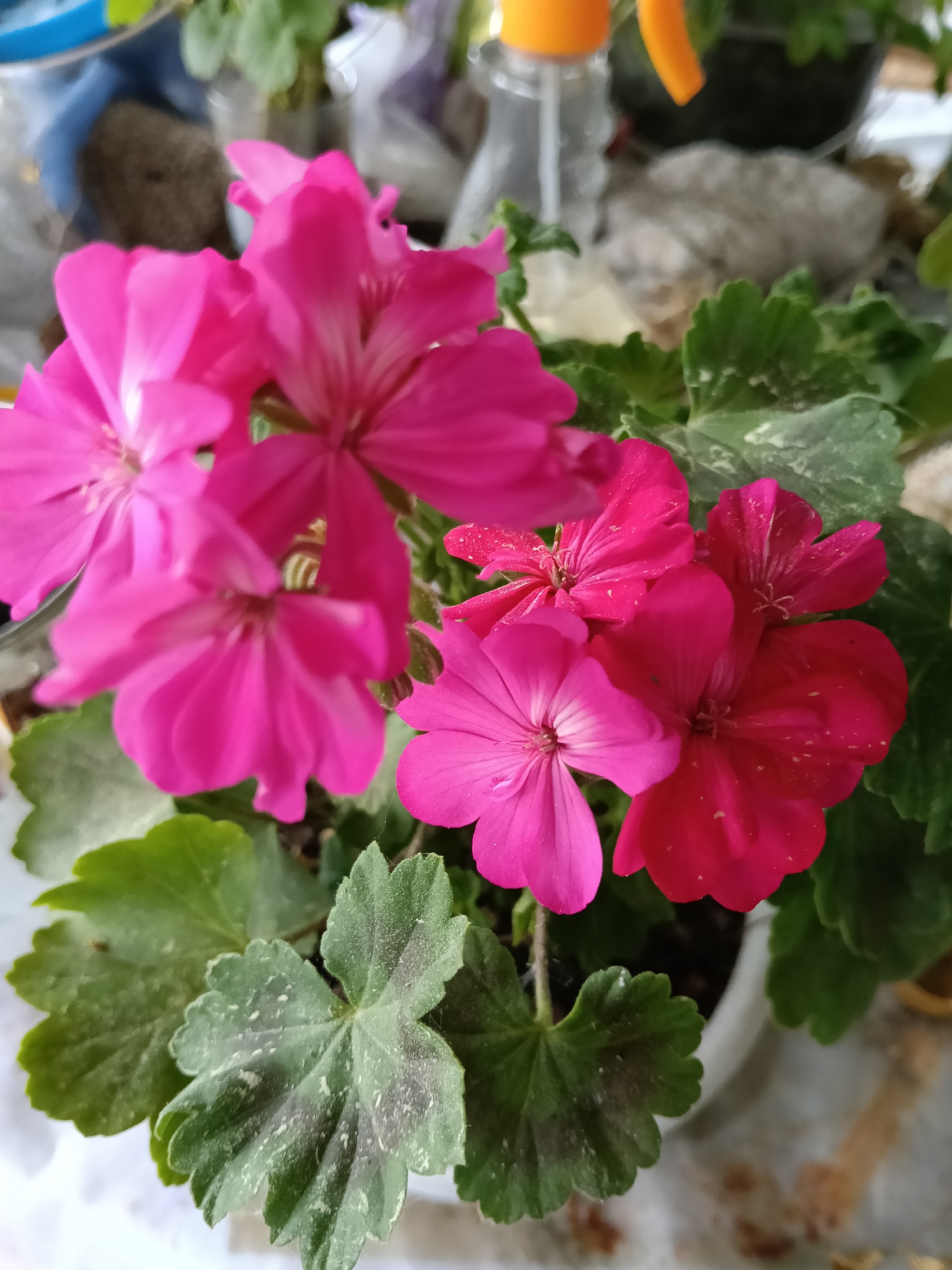 A close-up shot of a potted geranium plant, showcasing clusters of vibrant pink and red flowers surrounded by green leaves. The leaves appear to have a dusting of what looks like dirt or debris. A spray bottle with an orange nozzle is visible in the background, along with other blurred objects suggesting an indoor setting, possibly a residence in Красный Маяк, Russia. There are no people visible in the image.