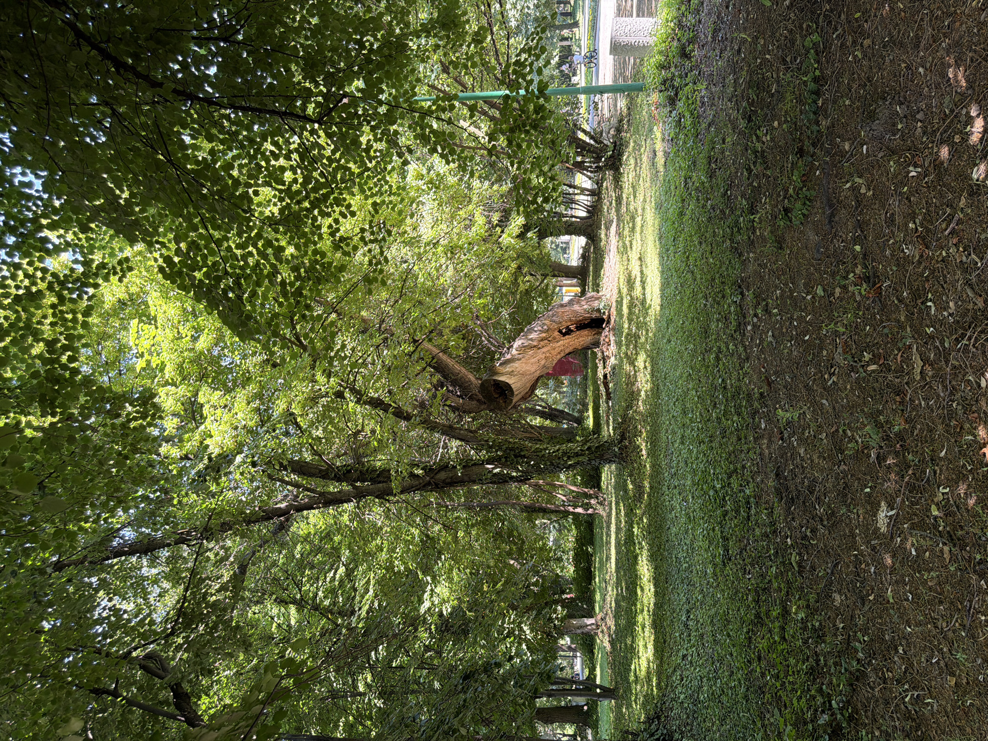 The image depicts a sun-dappled park scene in Pazardzhik, Bulgaria. In the foreground, a patch of dark soil is covered with fallen leaves and twigs. This gives way to a lush green lawn, sparsely covered with small plants, that extends towards the center of the frame. Dominating the mid-ground is a large, gnarled tree with a hollowed-out trunk, its weathered wood suggesting significant age. The tree is surrounded by a dense canopy of green foliage, with sunlight filtering through the leaves, creating a mosaic of light and shadow on the ground.
To the right of the hollowed tree, other trees with green leaves create a thick forest-like backdrop. A bright green pole stands near the right edge of the image. Beyond the trees, a paved pathway is visible, where a person is riding a bicycle. A stone bollard with carved patterns sits on the right side of the pathway. The overall atmosphere is one of a tranquil, sunlit park on a clear day.