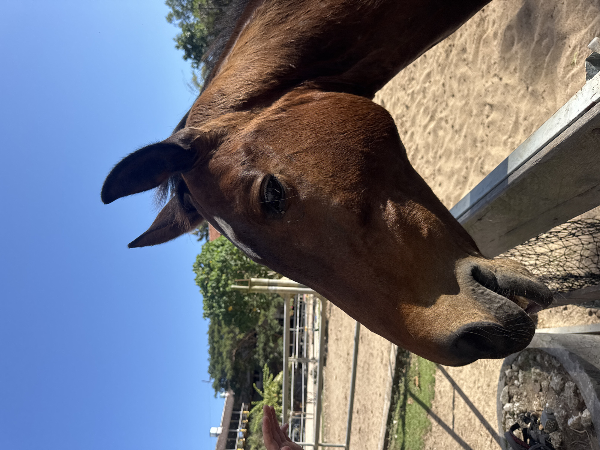 A close-up, side profile, medium shot captures the head of a brown horse in a sandy enclosure under a clear blue sky. The horse's head is angled slightly to the left, revealing its eye and muzzle. A white blaze runs down the center of its forehead. A hand is visible on the left side of the frame, reaching towards the horse. In the background, a sandy area is enclosed by metal fencing, with some greenery and buildings visible in the distance. The location appears to be Kuta Selatan, Indonesia, given the sandy terrain and tropical vegetation.