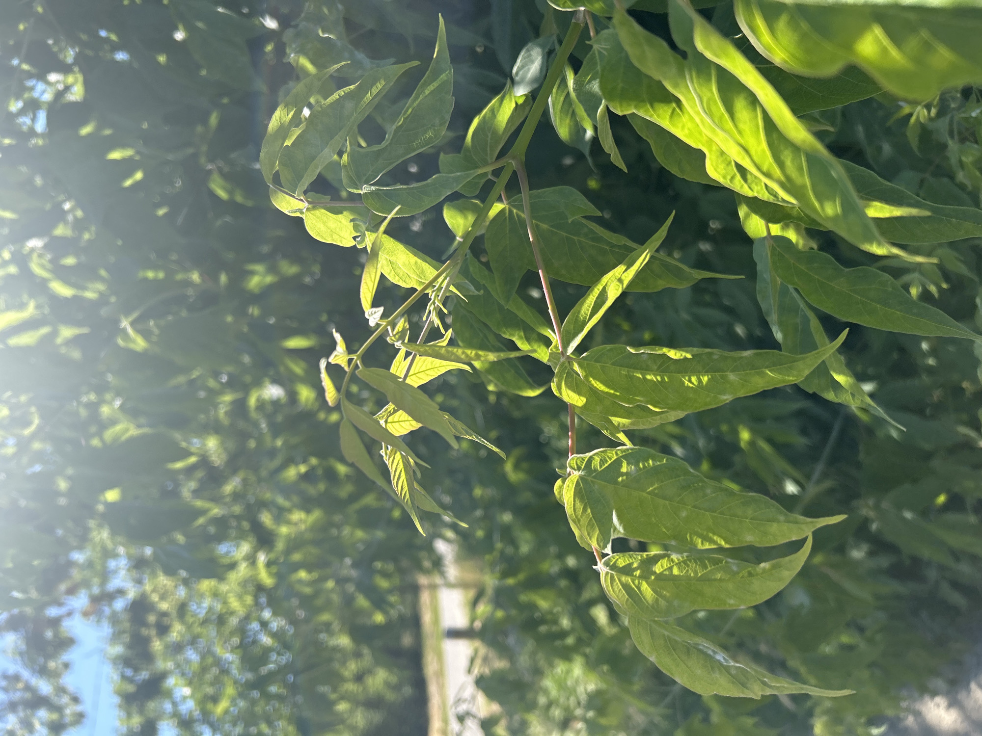 In Ivanivka, Ukraine, a close-up shot focuses on the bright green leaves of a tree, catching the sunlight. The leaves are elongated and pointed, with some appearing slightly curled or wavy. Sunlight filters through the foliage, creating bright highlights and casting shadows. In the background, other green leaves and branches are visible, blurred due to the shallow depth of field. The overall scene is one of natural foliage bathed in sunlight.
