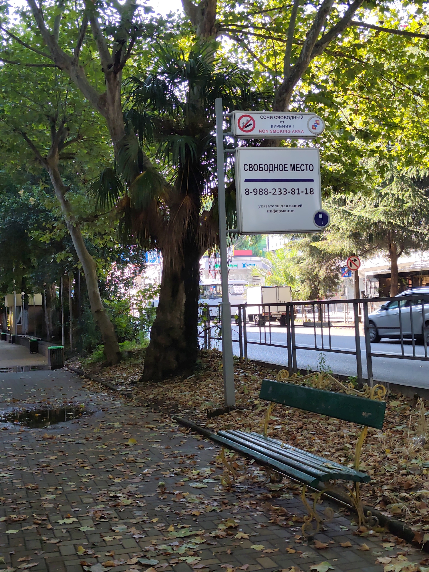 This is a medium-shot, eye-level photograph taken on a tree-lined street in Sochi, Russia. The foreground features a paved walkway covered in fallen leaves. A green park bench with ornate yellow metal legs is situated on the right side of the walkway, facing the street. The walkway leads to a street with a metal railing separating it from the sidewalk. A silver car is seen driving on the street, and a white truck is parked on the other side.
Further back, there are several trees with dense green foliage, some of which appear to be palm trees. A metal pole stands in front of the trees, displaying two signs. The upper sign is rectangular and white with a red circle and slash symbol, indicating a no-smoking area, with text in Russian and English that reads "СОЧИ СВОБОДНЫЙ ОТ КУРЕНИЯ! NON SMOKING AREA". Below this is a larger white rectangular sign with the words "СВОБОДНОЕ МЕСТО" (Free Space) in large black font, followed by a phone number "8-988-233-81-18" and smaller Russian text that translates to "directions for your information". A small blue circular sign with a white outline of a person smoking and a red slash through it is also visible on the right side of the pole, below the larger white sign.
In the background, buildings and other trees are visible. The overall lighting suggests it is daytime, possibly late afternoon, with sunlight filtering through the trees. The scene depicts a public outdoor space, likely a park or a promenade, with amenities for pedestrians and information signage.