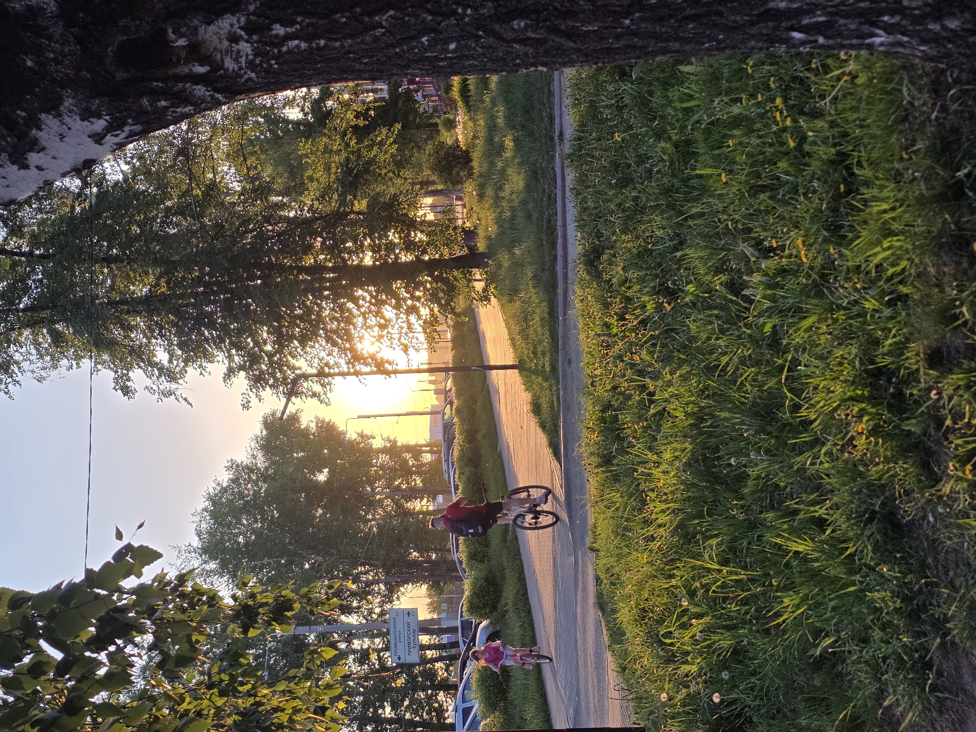 The image shows a bright, sunlit scene in the city of Chaikovsky, Russia, at what appears to be sunset or sunrise. The location is characterized by a sidewalk running alongside a grassy area, which is bordered by trees.
Two individuals are visible on bicycles. One person is riding a bike on the sidewalk, while a child on a smaller bicycle follows behind. The sign reads 'Приморский Бульвар' (Primorsky Boulevard) and 'Промышленная' (Promyshlennaya) 0.2 km.
Several cars are parked along the roadside, partially obscured by the trees. The bright sunlight filters through the leaves, casting long shadows across the sidewalk and grassy areas. The upper portion of the image is framed by the dark bark of a tree, creating a natural vignette.