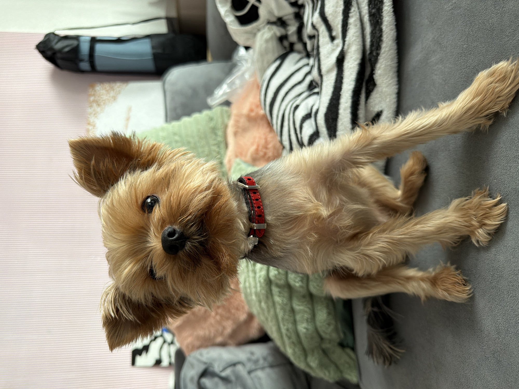 A Yorkshire Terrier dog with a red collar is sitting on a gray couch. The dog is facing the camera with its head slightly tilted. Behind the dog, there are several pillows of various colors, including green and peach. To the right of the dog, there is a black and white striped blanket. In the background, a pink striped wall and a tall black object are visible. The scene appears to be indoors, likely in a residential setting. There is no information in the image to indicate the location within the city of Perm, Russia.