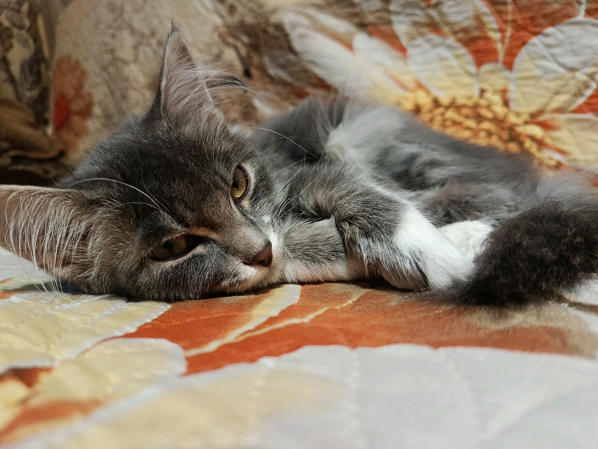 The image depicts a close-up of a gray and white long-haired kitten lying on a patterned blanket. The kitten is resting its head on its paws, with its eyes partially open and looking towards the viewer. The blanket has a floral design with orange, yellow, and white elements. The scene appears to be indoors. There is no indication of the city of Pavlodar, Kazakhstan, in the image itself.