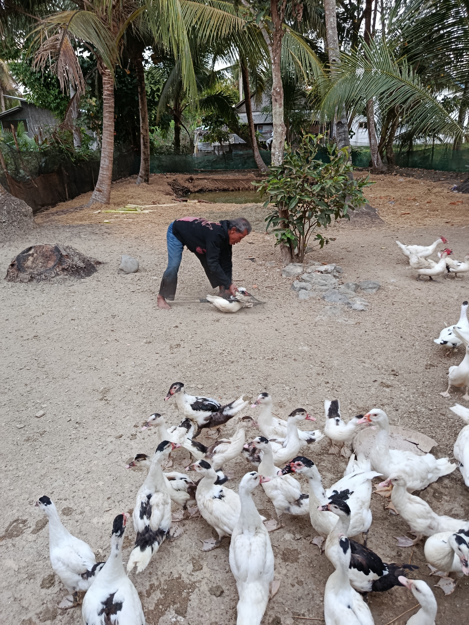 A middle-aged person in a black shirt and blue jeans is bending down to tend to a white duck. Several other ducks, both white and black and white, are gathered around the person. The scene appears to be an outdoor farm or rural area with sandy ground, palm trees, and some buildings in the background. The location is specified as Desa Bringkeng, Indonesia.