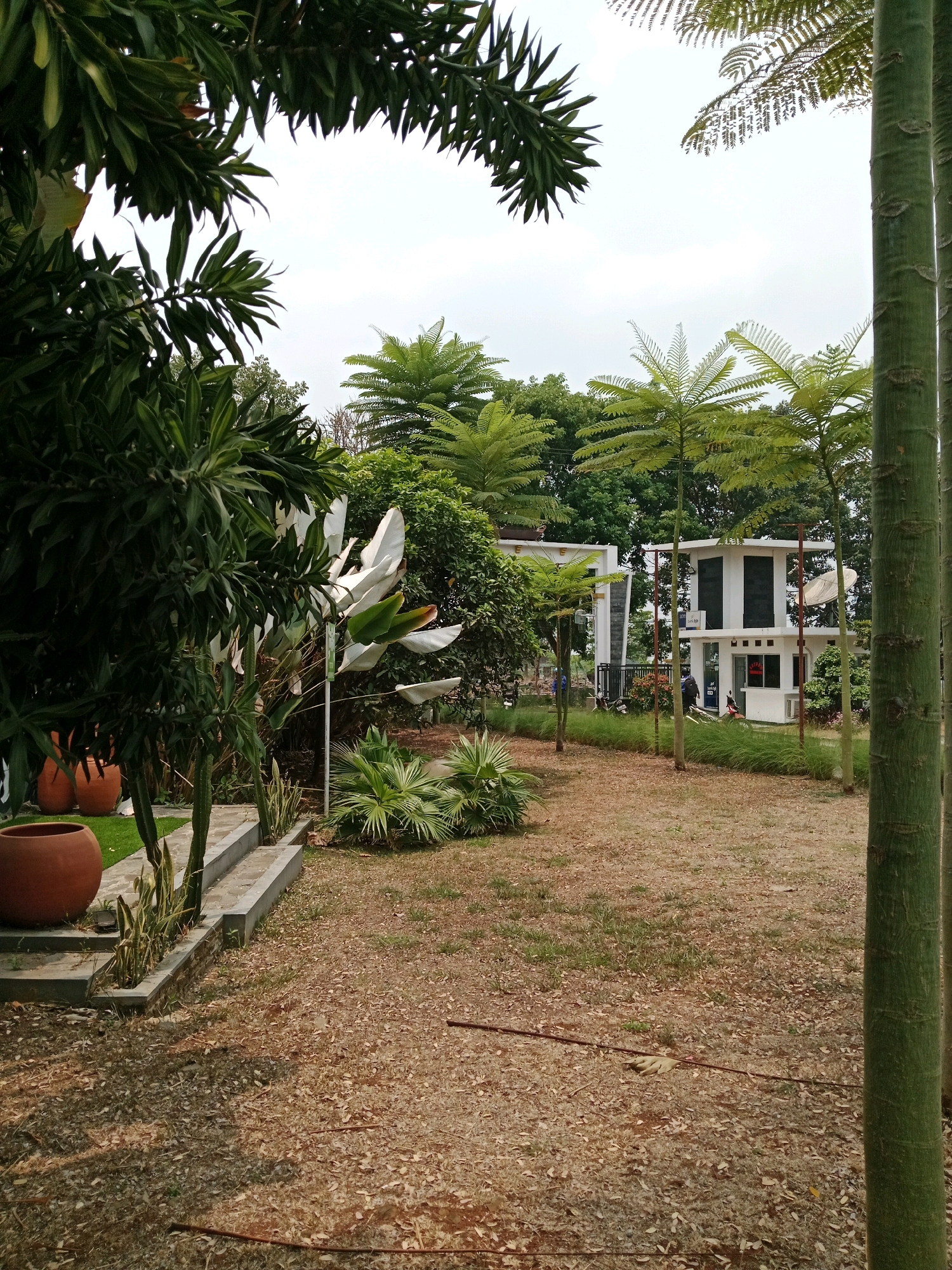 In Karangtengah, Indonesia, a tranquil scene unfolds in what appears to be a garden or park area. The foreground is dominated by the textured, reddish-brown earth, scattered with fallen leaves and small twigs. A dark, thin horizontal line, possibly a hose or wire, bisects the ground from the lower left to the lower right. On the left side of the frame, a large, terracotta pot sits on a patch of green grass. Next to it, a concrete pathway with several steps leads upwards, bordered by planters containing spiky, green vegetation.
Further back, a lush array of tropical plants and trees creates a dense, verdant backdrop. Tall, slender, green tree trunks, possibly bamboo, stand prominently on the right side of the image, framing the view. In the midground, two modern, white buildings with dark window frames are visible. One building, a smaller, multi-level structure, has an antenna on its roof and appears to be a guardhouse or small office. A person is visible near the entrance of this building, and a motorcycle is parked nearby. Another larger, white building is partially obscured behind it. The sky above is overcast, with a pale, diffused light.