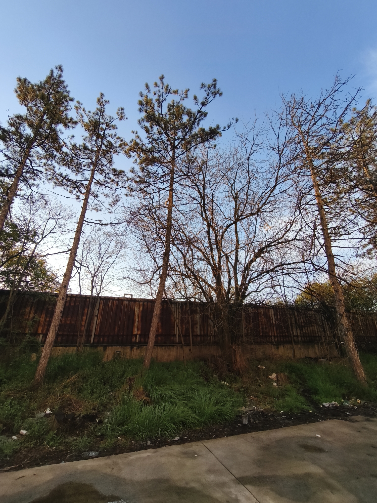 The photograph depicts a scene in what appears to be an industrial or neglected area. A tall, weathered metal fence runs horizontally across the midground of the image, exhibiting signs of rust and aging. In the foreground, there is a strip of overgrown grass and weeds, with scattered pieces of trash visible. Several tall, slender trees with sparse foliage are interspersed throughout the scene, their branches reaching towards a clear, blue sky with slight cloud cover. The ground in the immediate foreground is paved, showing signs of wear and stains. The location cannot be determined from the image alone, despite the prompt's request to identify the specific location in Burgas, Bulgaria. There are no people visible in the photograph. The focus of the image is on the interplay of natural elements and signs of urban decay.