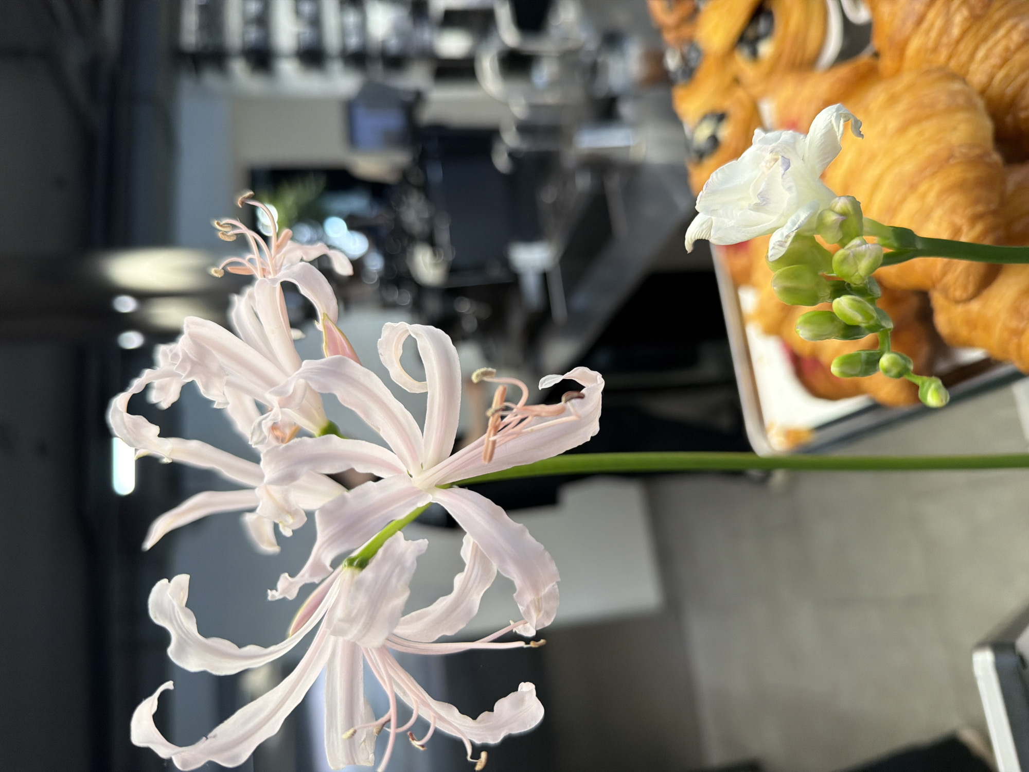 The image shows a still life arrangement of flowers against an indistinct background. On the left, there are two large, delicate, white amaryllis-like flowers with curled petals and prominent stamens. To the right, there is a sprig of white freesia flowers, some fully open and others still in bud. Behind the flowers and slightly out of focus, there is a tray of croissants. The background is blurry and appears to show elements of a cafe or restaurant interior, with glimpses of equipment and countertops. The location in Izhevsk, Russia, is not ascertainable from the visual information provided.