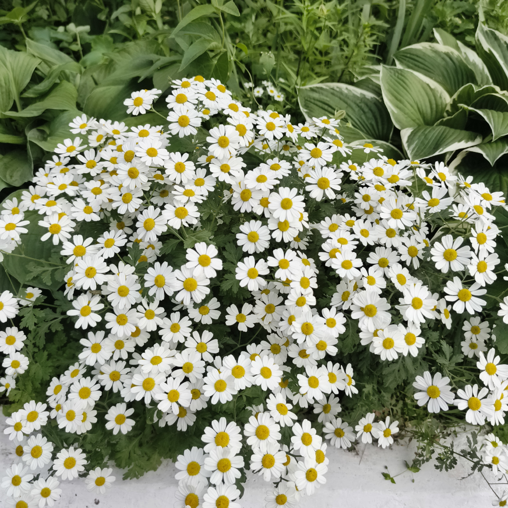 In Chaikovsky, Russia, a close-up shot captures a dense cluster of white daisies with bright yellow centers. The flowers are in full bloom, with numerous petals radiating from their centers, creating a carpet of white and yellow. They are surrounded by lush green foliage, including the broad, variegated leaves of hosta plants on the right side of the frame. The scene appears to be in a garden or a landscaped area, possibly a park or residential garden, with a white border visible at the bottom of the image. The lighting suggests it is daytime, with natural light illuminating the flowers and leaves. There are no people or animals visible in the image.