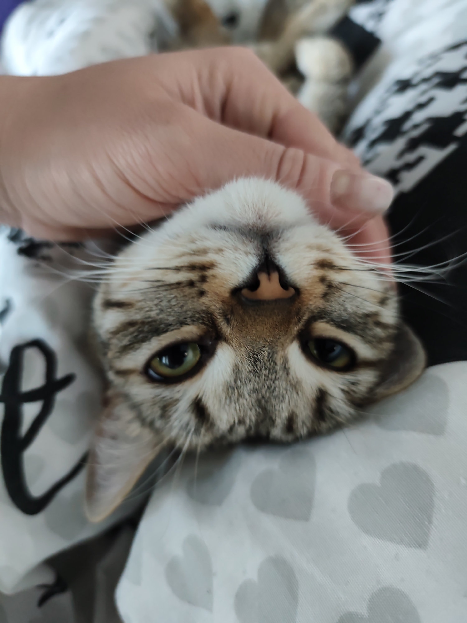 An intimate, close-up indoor shot captures a domestic tabby cat being petted by a human hand, set in Chaikovsky, Russia. The cat is positioned upside down relative to the viewer, with its head centered and looking directly at the camera. Its eyes are a striking green, and its fur displays a classic tabby pattern with shades of brown, black, and white/cream, particularly noticeable around its prominent pink nose and mouth. Long, white whiskers extend outwards from its face.
A person's hand, with light skin tone, is gently stroking the cat's chin and neck area, indicating an affectionate interaction. The cat appears relaxed and content, with its gaze suggesting a moment of quiet connection or curiosity towards the person taking the photo.
The background consists of soft furnishings, likely a bed or blanket. To the left and bottom of the frame, a white fabric with faint grey heart patterns is visible. To the right and top, a black and white patterned fabric, possibly houndstooth or a similar geometric design, can be seen. The overall setting evokes a cozy and domestic atmosphere. There is no visible text in the image.