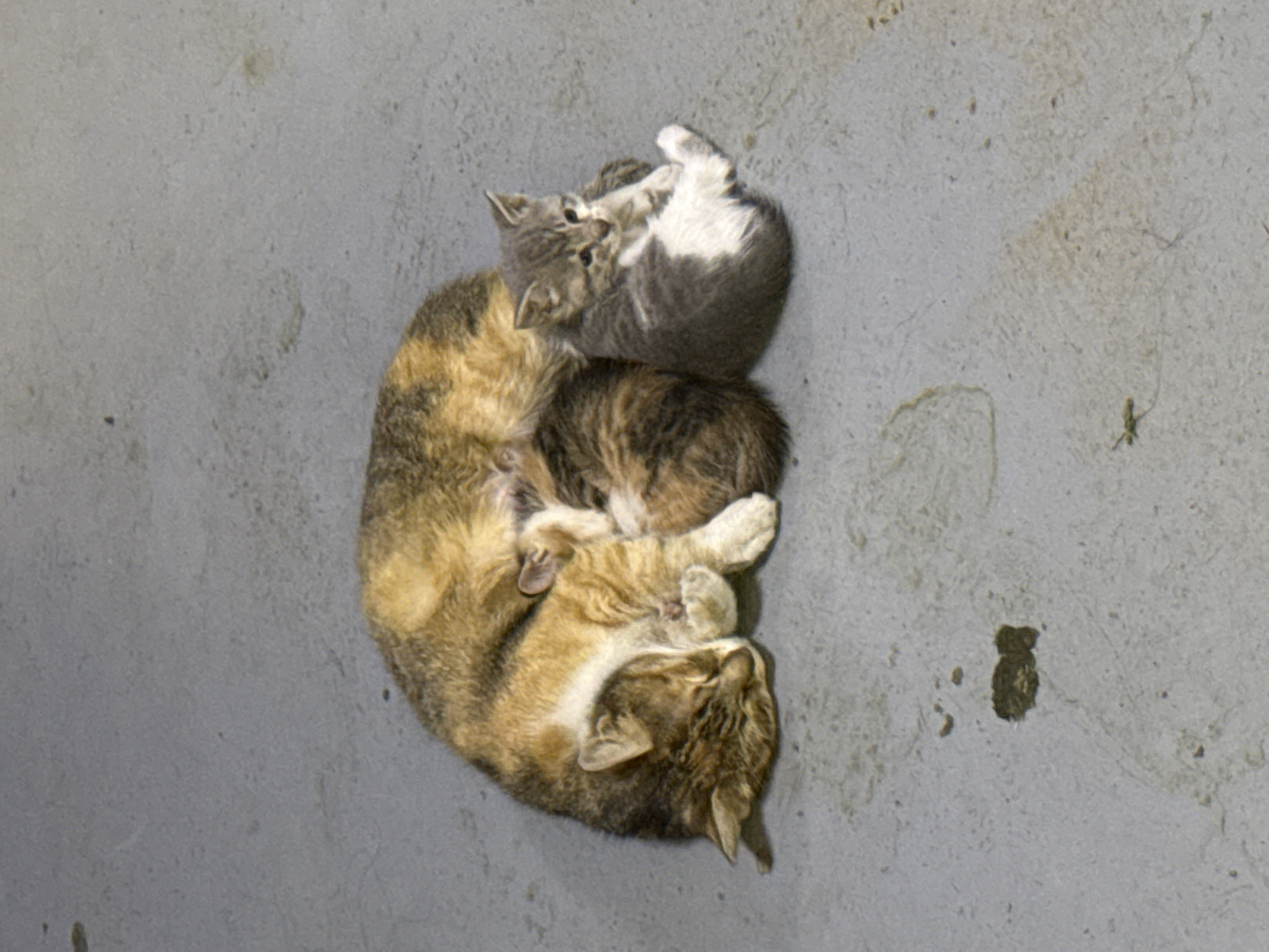 The image shows a mother cat and two kittens curled up and sleeping on a gray concrete surface. The mother cat is a mottled orange and brown color. One kitten is gray, and the other is a darker brown color. A small insect is seen to the right of the cats on the concrete. Based on prior information, this image was taken in the city of Stara Zagora, Bulgaria.
