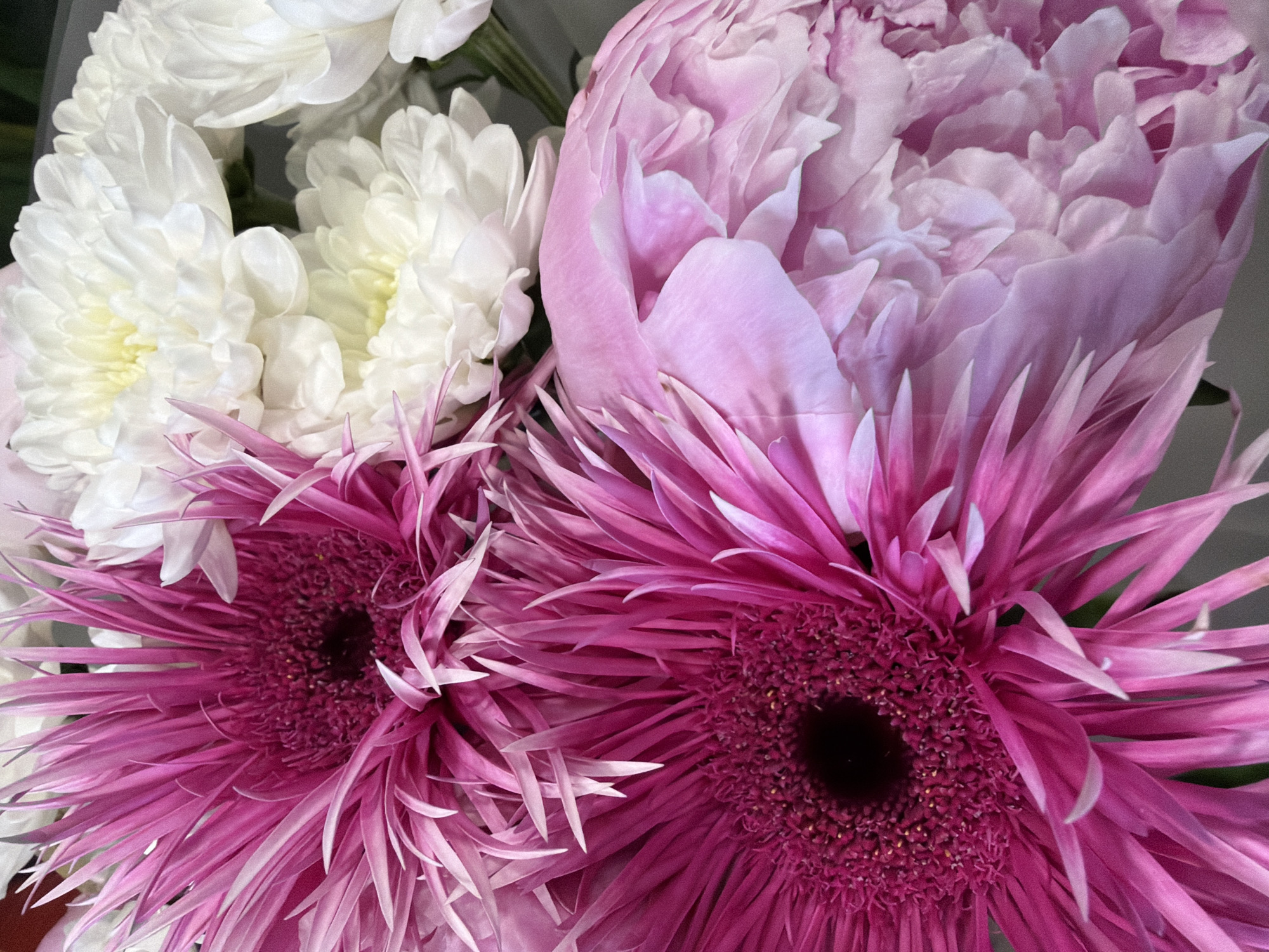 A close-up, high-angle shot displays a bouquet of flowers, predominantly featuring vibrant pink gerbera daisies and delicate white chrysanthemums. One of the gerbera daisies, in a striking fuchsia hue, occupies the foreground on the left, its numerous thin petals fanning outwards from a dark center. Adjacent to it, partially visible on the right, is a soft pink peony, characterized by its layered, ruffled petals. In the background, clusters of white chrysanthemums with yellow centers add a contrasting texture and color. The lighting is soft, highlighting the intricate details and textures of each bloom. The background is a neutral, out-of-focus gray.