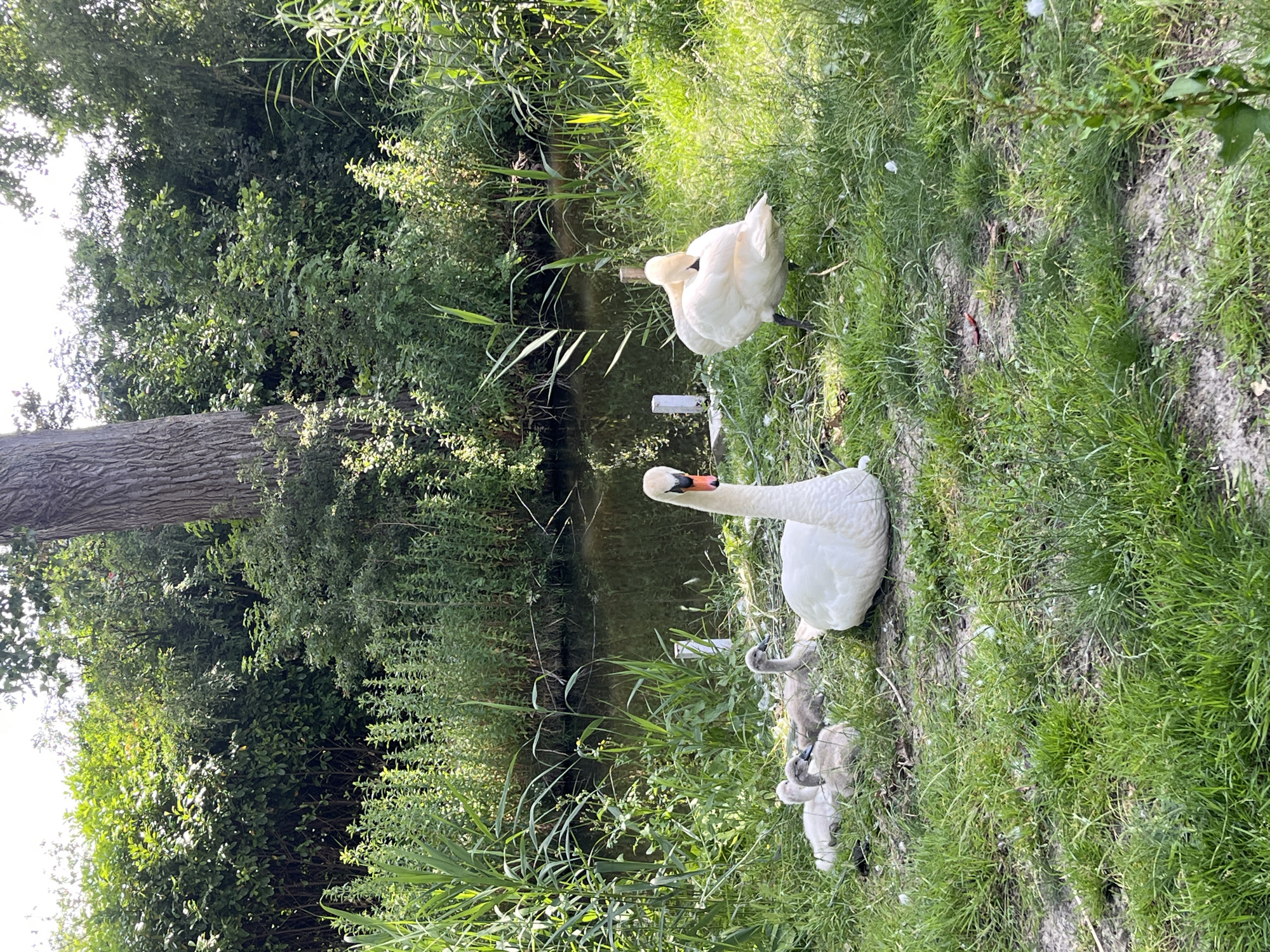 This image depicts a serene natural scene with a family of swans near a body of water. In the foreground, on a grassy bank, a large white swan with an orange beak is positioned on the right. To its left, several cygnets, appearing grey and fluffy, are nestled together. Further to the right, another large white swan is partially obscured, with its head tucked down. The environment is lush and green, with tall reeds and other vegetation growing along the water's edge and in the background. A large tree trunk is visible to the right of the frame, suggesting a wooded area. The water in the background is calm and reflects the surrounding greenery. There are two white posts or markers visible in the water near the bank. The overall impression is one of peaceful coexistence in a natural habitat. The image appears to be taken in a park or nature reserve, with no indication of urban structures.
