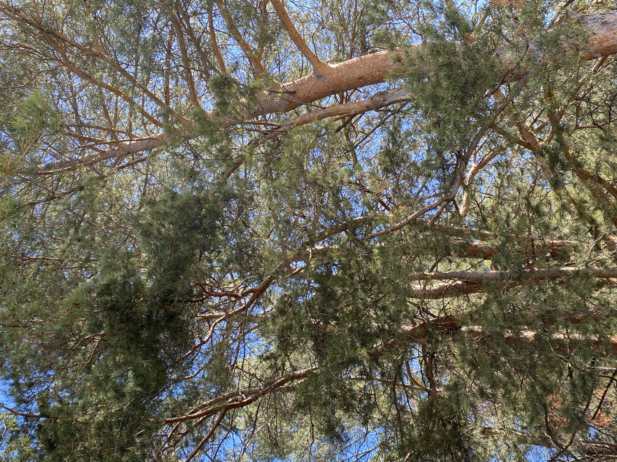 The image shows a view looking up into the canopy of a pine tree against a blue sky. The branches are a light brown color and are covered with green pine needles. The needles appear dense in some areas, obscuring the sky. The image was taken in the city of Chaikovsky, Russia.