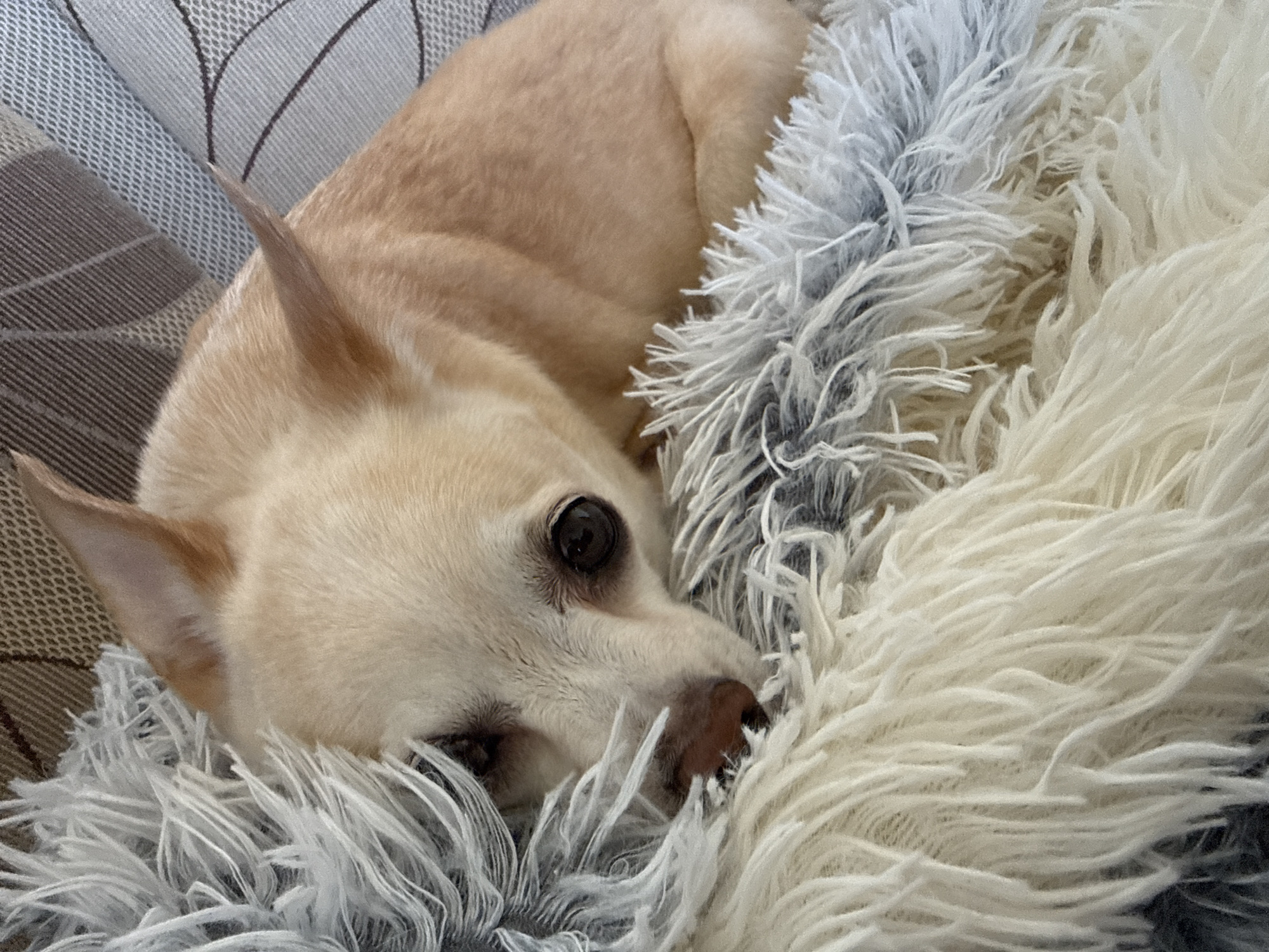 A small, light tan-colored dog, likely a Chihuahua or similar small breed, is captured resting comfortably in an indoor setting in Vratsa, Bulgaria. The dog is curled up on and partially covered by a plush, shaggy blanket or cushion, which features long, soft strands in shades of creamy white and bluish-grey.
The dog's head is visible in the foreground, with its dark, soulful eyes open and looking towards the right of the frame, suggesting a calm and relaxed state. Its distinctive pointy ears are partially visible at the top of its head, and its small, dark brown nose is nestled amongst the fluffy material. The dog's fur appears short and smooth.
In the background, behind the dog's back and head, a patterned fabric can be seen, likely upholstery from a sofa or bed. This fabric displays a muted design with grey and brown tones, adding to the cozy, domestic atmosphere. The lighting is soft, consistent with an indoor environment. No activity is explicitly taking place other than the dog resting, and no text is visible in the image. The overall impression is one of peaceful comfort and contentment.