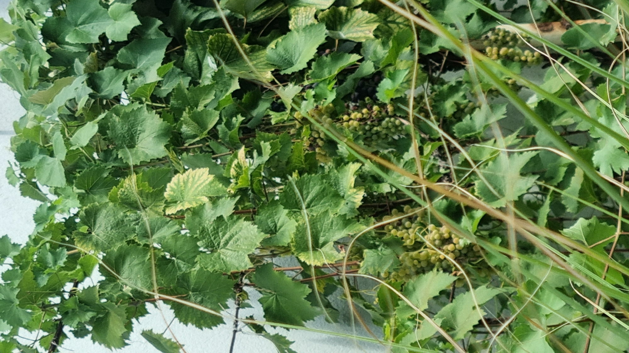 In the city of Berehove, Ukraine, a close-up, high-angle shot captures a vibrant grape vine growing against a textured, light-colored wall. The vine is laden with clusters of unripe green grapes, interspersed with broad, green leaves. Some leaves exhibit a lighter green or yellowish hue, suggesting potential variations in growth or light exposure. Thin, brown tendrils snake through the foliage, adding a rustic touch to the scene. In the foreground, blades of green grass partially obscure the view, creating a sense of depth and natural intrusion. The overall impression is one of lush, untamed growth within an urban setting.