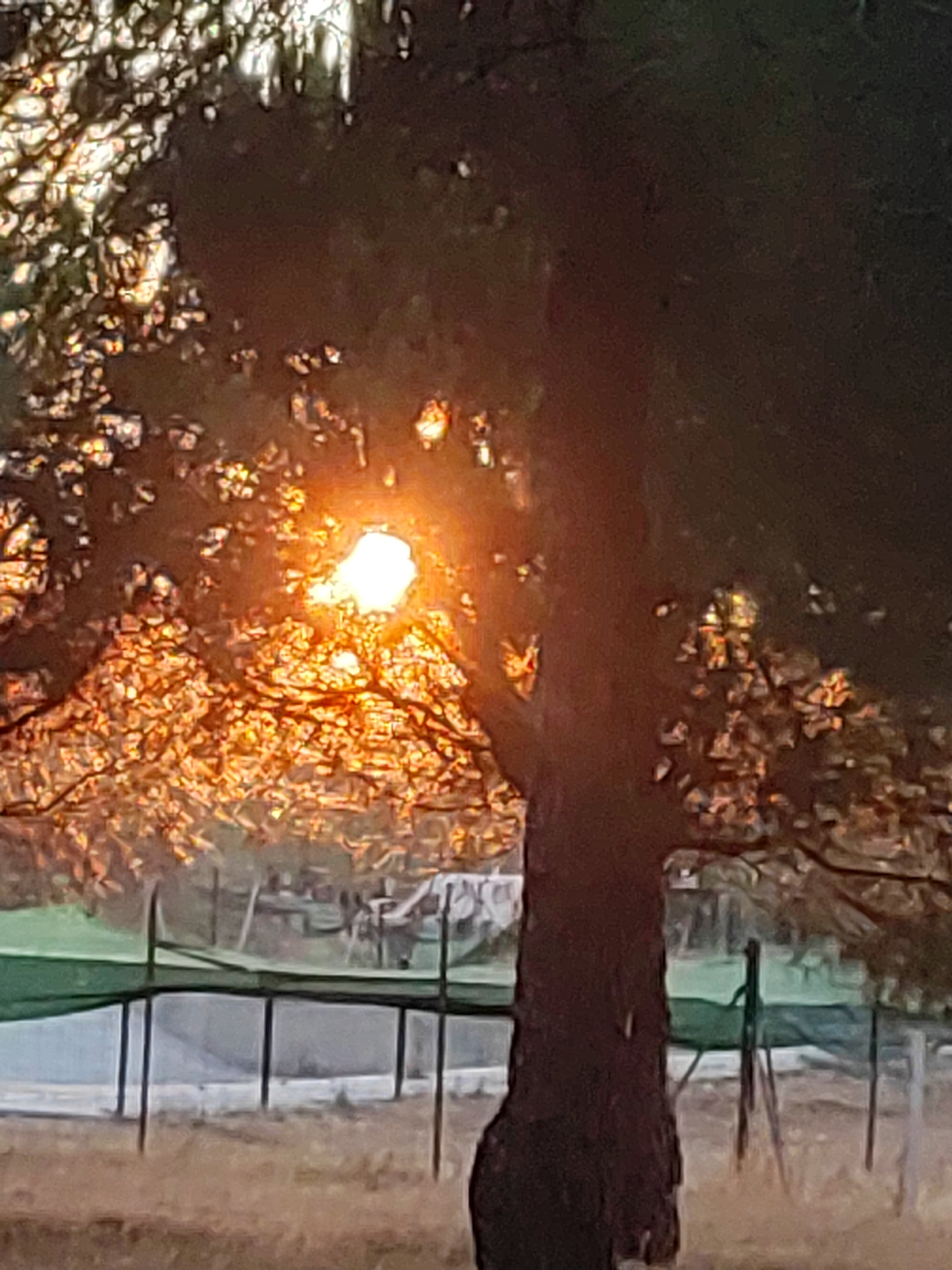 The image captures a close-up view of a tree trunk and branches silhouetted against the setting sun in Sobradillo, Spain. The sun's rays pierce through the leaves and branches, creating a bright, luminous effect in the center of the frame. The background shows a hazy landscape with what appears to be a fenced area or structure. The overall scene is rich in warm, orange and yellow hues from the sunlight, contrasted with the dark tones of the tree.