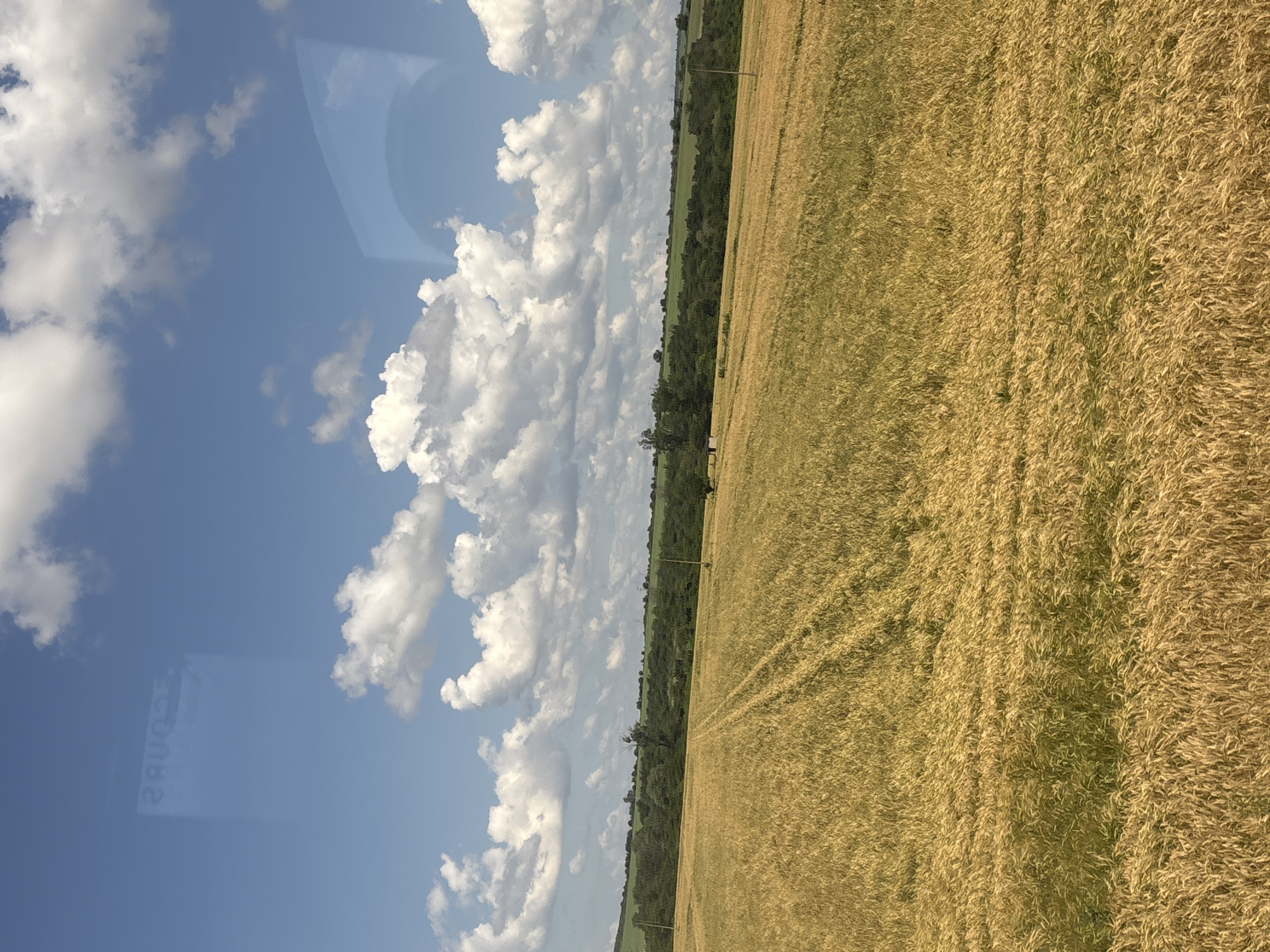 The image depicts a sunlit field of golden wheat under a vast blue sky dotted with fluffy white clouds. In the distance, a dense line of green trees forms a horizon, punctuated by a few scattered power poles. The wheat field shows clear tire tracks, indicating recent agricultural activity. A faint reflection of a sign that reads "2ЯU02" is visible in the upper left quadrant of the sky, suggesting the photo was taken through a window. The overall scene is one of rural tranquility and agricultural abundance in the vicinity of Alvanovo, Bulgaria.
