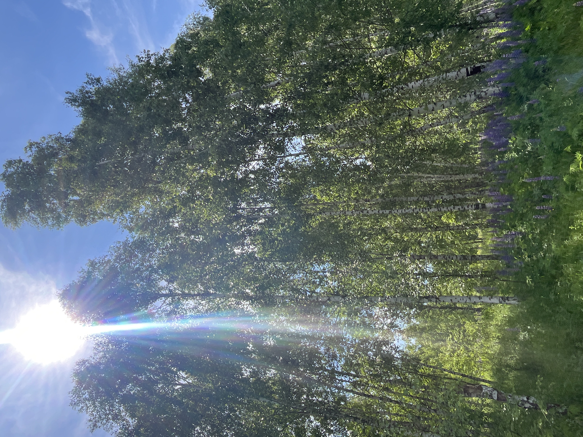 The image depicts a sunlit forest with tall birch trees. The sun is shining brightly through the leaves, creating lens flare and a rainbow effect. In the foreground, there is a lush green meadow with patches of purple lupine flowers. The sky is blue with scattered white clouds. The scene appears to be an outdoor natural environment. The location is identified as Vasilyevo, Russia. There are no people or animals visible in the image.