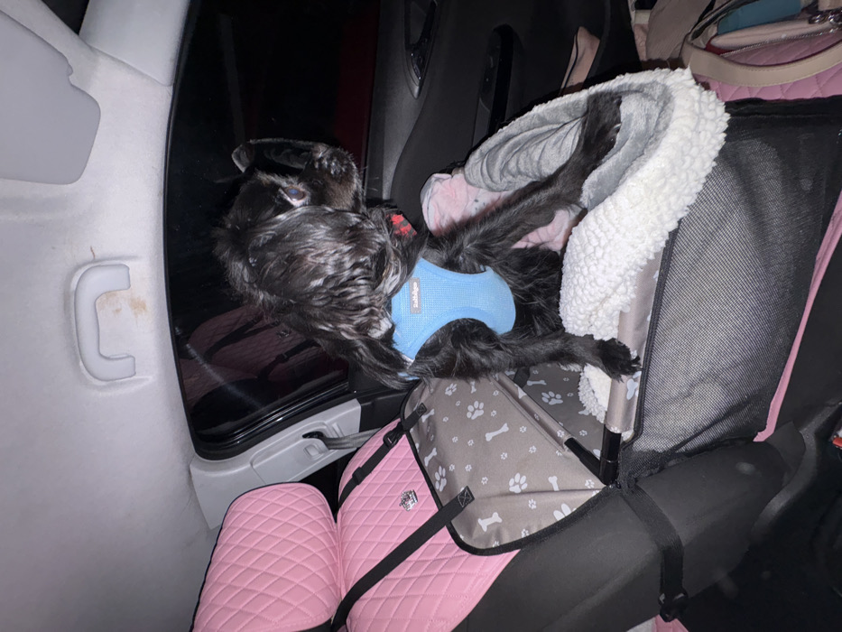 The image displays the interior of a car, appearing to be taken at night or in very low light conditions, with darkness visible outside the car window. The central subject is a small, black, fluffy dog wearing a light blue harness that has the brand name "bobbydog" visible on it.
The dog is captured in an unusual, contorted sleeping or resting posture. Its head is near the car's door and window, while its body stretches towards the back of the vehicle, partially lying in a patterned dog car seat and partially on an adjacent surface. The dog car seat, designed with paw prints and bone patterns in grey and brown, also contains a white, fluffy dog bed, adding to the animal's comfort.
Further visible objects in the car include a pink quilted car seat cover on the adjacent seat, suggesting a personalized and comfortable setup for the pet. In the upper right background, parts of another pink bag or purse are discernible. A light-colored grab handle on the car's ceiling, showing some minor staining, is also visible near the door. The scene suggests a pet comfortably settled, perhaps mid-journey or parked, within the car in High Wycombe, United Kingdom. The dog's relaxed, albeit unusual, posture conveys a sense of ease or deep sleep.