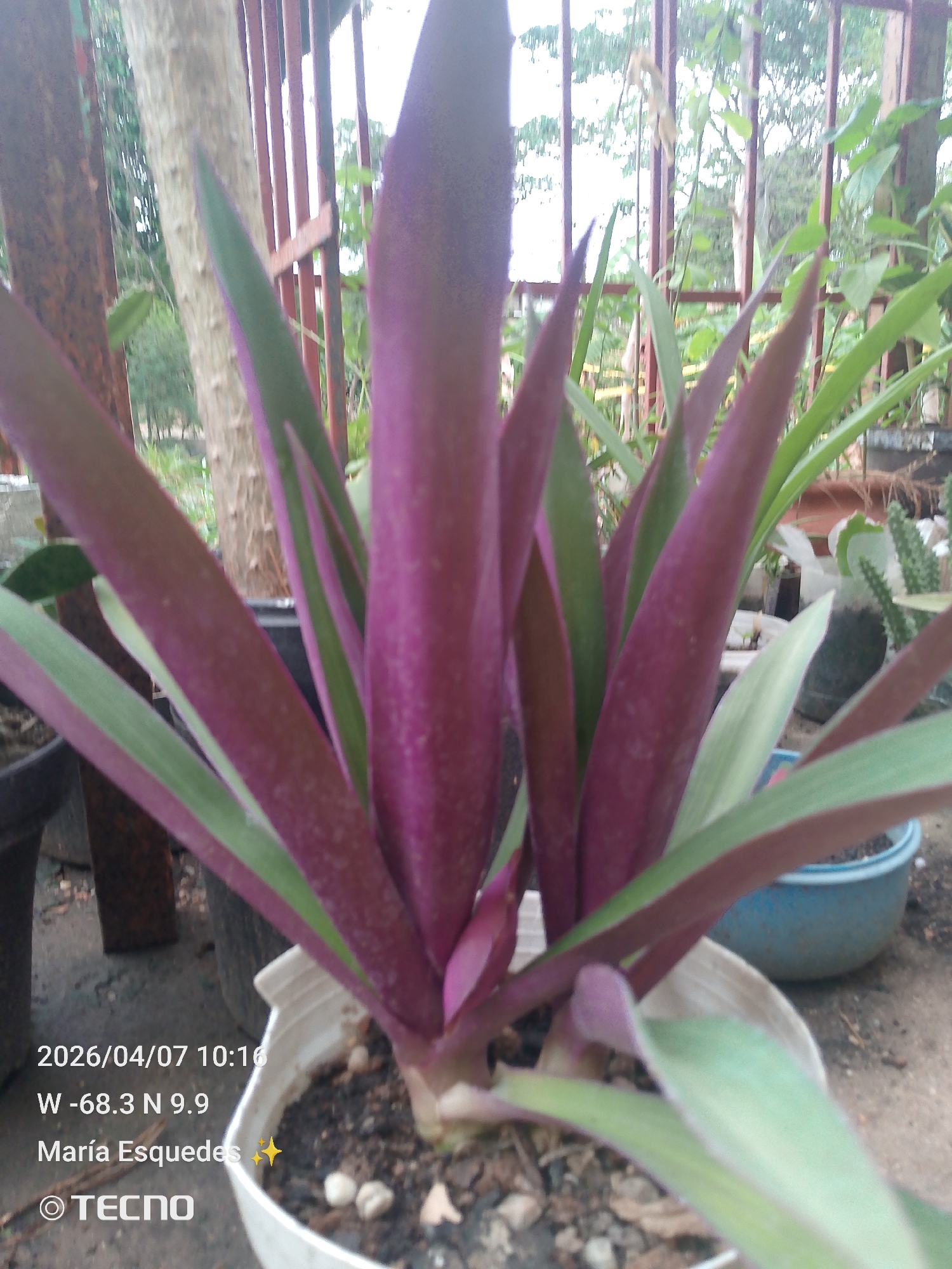 The image depicts a potted purple and green plant, specifically a Tradescantia spathacea, in an outdoor setting. The plant is in a white plastic pot filled with dark soil. The leaves are lanceolate, with a deep purple coloration on the upper surface and green edges. The background includes other potted plants, a fence, and glimpses of trees and vegetation, suggesting a garden or patio. The location is identified as Tinaquillo, Venezuela, based on the geographic coordinates (W -68.3 N 9.9) displayed at the bottom left of the image. The date and time "2026/04/07 10:16" are also present. The name "María Esquedas" and the brand "TECNO" are also displayed at the bottom of the image.