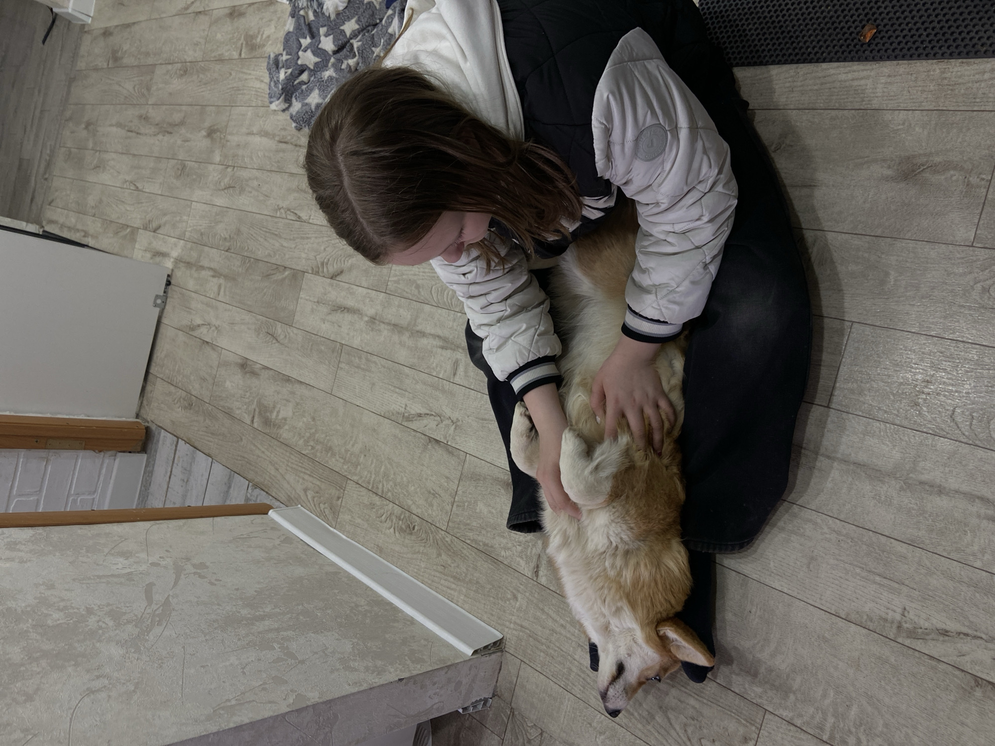 This image, taken indoors in Chaikovsky, Russia, captures a tender moment between a person and a dog. The primary subjects are a young person and a Pembroke Welsh Corgi. The person, viewed from above, has brown hair and is wearing a white and black quilted jacket over dark pants. They are seated or kneeling on a light-colored wooden plank floor, gently petting or scratching the belly of the Corgi.
The Corgi, a small dog with light brown and white fur, is lying comfortably on its back, appearing relaxed and content as it receives affection. This posture suggests a strong bond and trust between the dog and the person.
The setting is a casual indoor environment, likely a home. The floor consists of light wooden planks, possibly laminate or vinyl. Partially visible elements in the background include a grey textured mat or rug on the right, a section of a light-colored wall or structure on the left, and a glimpse of a white door or cabinet. A grey and white patterned blanket or throw can also be seen in the upper right corner. The lighting appears even and soft, consistent with an indoor scene during daytime. The image evokes feelings of warmth, love, and companionship. No visible text is present.
