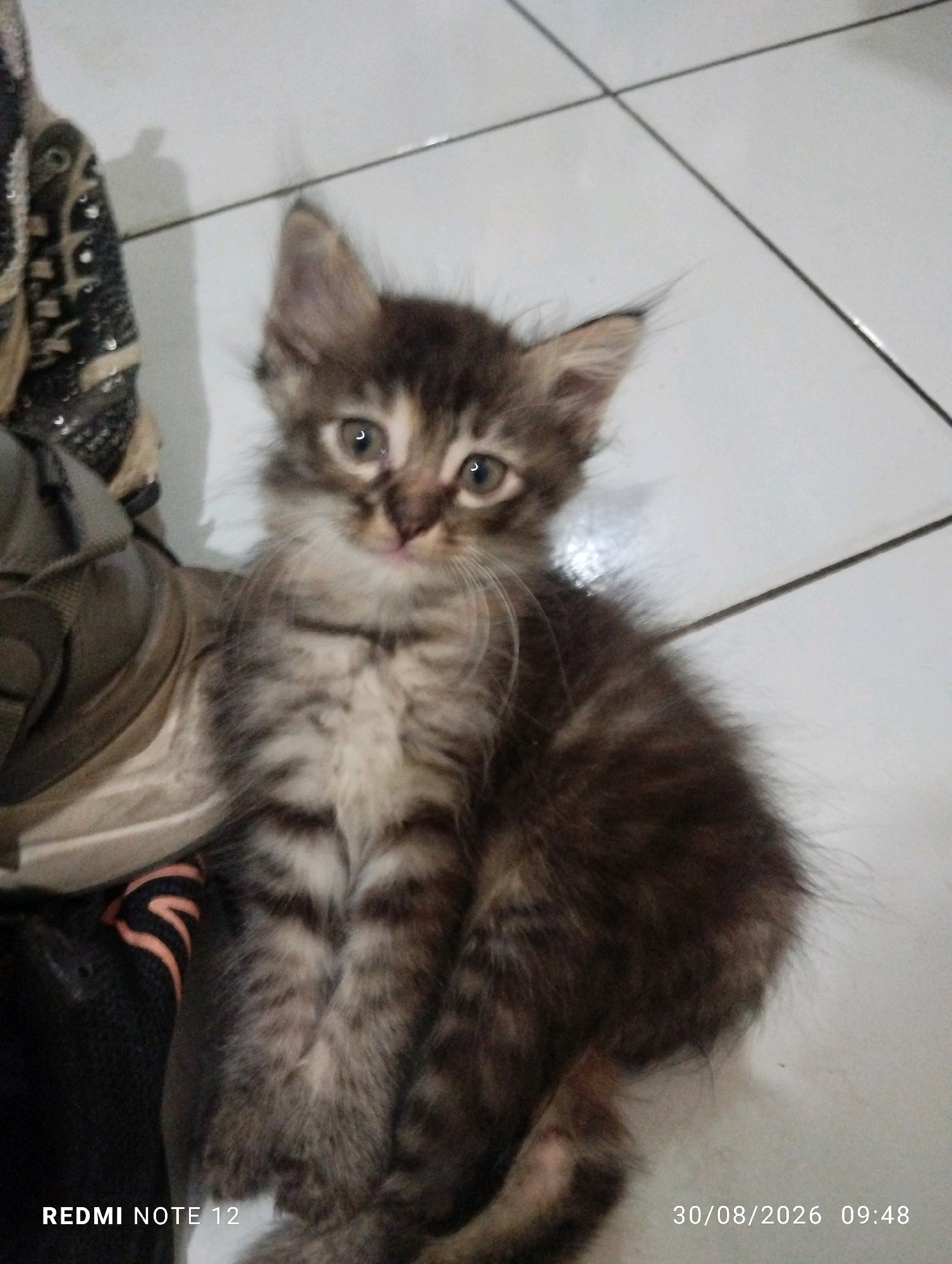 A medium shot captures a fluffy, brown tabby kitten sitting on a tiled floor, partially obscured by a shoe. The kitten faces the camera with wide, curious eyes, its fur a mix of dark brown and lighter tan stripes. Its left ear is slightly askew, adding to its endearing appearance. To the left of the kitten, a black and white athletic shoe is visible, its laces peeking out. The background consists of white floor tiles arranged in a grid pattern. The timestamp "30/08/2026 09:48" and "REDMI NOTE 12" are imprinted on the bottom right and left corners of the image, respectively. The setting appears to be indoors, possibly a residential area in Bekasi, Indonesia.