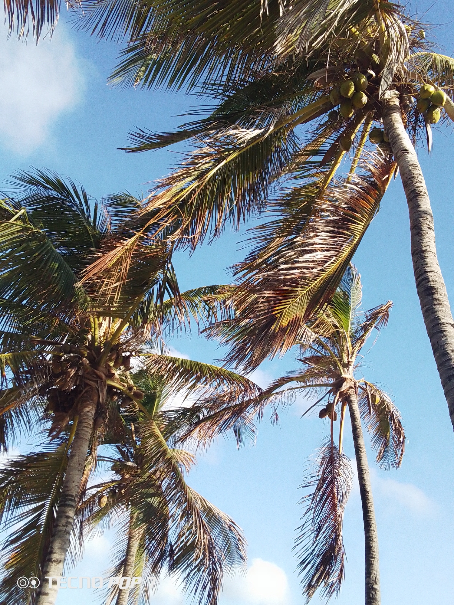 The image shows a view looking up at several coconut palm trees against a bright blue sky with scattered white clouds. The leaves of the palm trees are green and brown, suggesting some degree of dryness or maturity. Several coconuts are visible, clustered at the top of one of the trees. The bark of the trees is rough and gray. The location is suggested to be Pedro González, Venezuela, although there are no specific landmarks or details confirming this. The scene conveys a tropical or coastal environment, focusing on the natural elements of palm trees and sky. There are no indications of people, visible human actions, or interactions.
