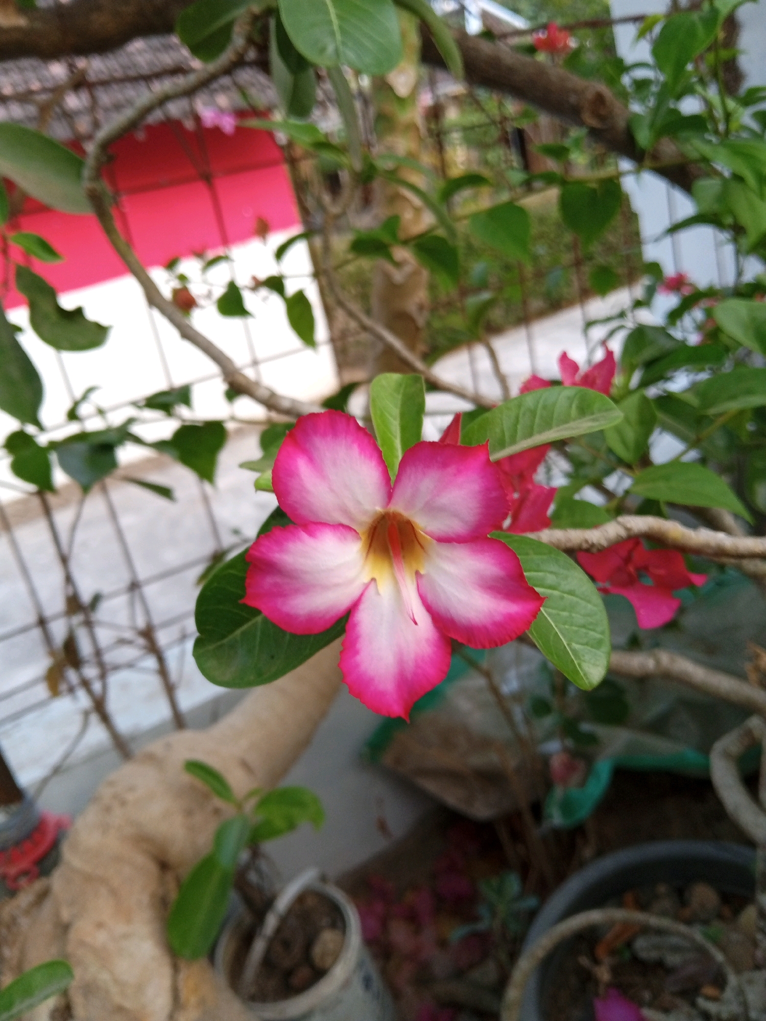 A close-up, slightly high-angle outdoor shot captures a vibrant pink and white Adenium flower in the foreground. The flower's petals are tinged with a deep pink at the edges, fading to white towards the center, with a yellow stamen visible. It is surrounded by lush green leaves and branches. In the background, out of focus, is a blurred red and white structure, possibly a wall or awning, and a metal fence. The scene appears to be a garden or a residential area in Plesan, Indonesia, suggesting a warm, possibly tropical climate. The lighting is natural daylight, casting soft shadows and highlighting the flower's colors.