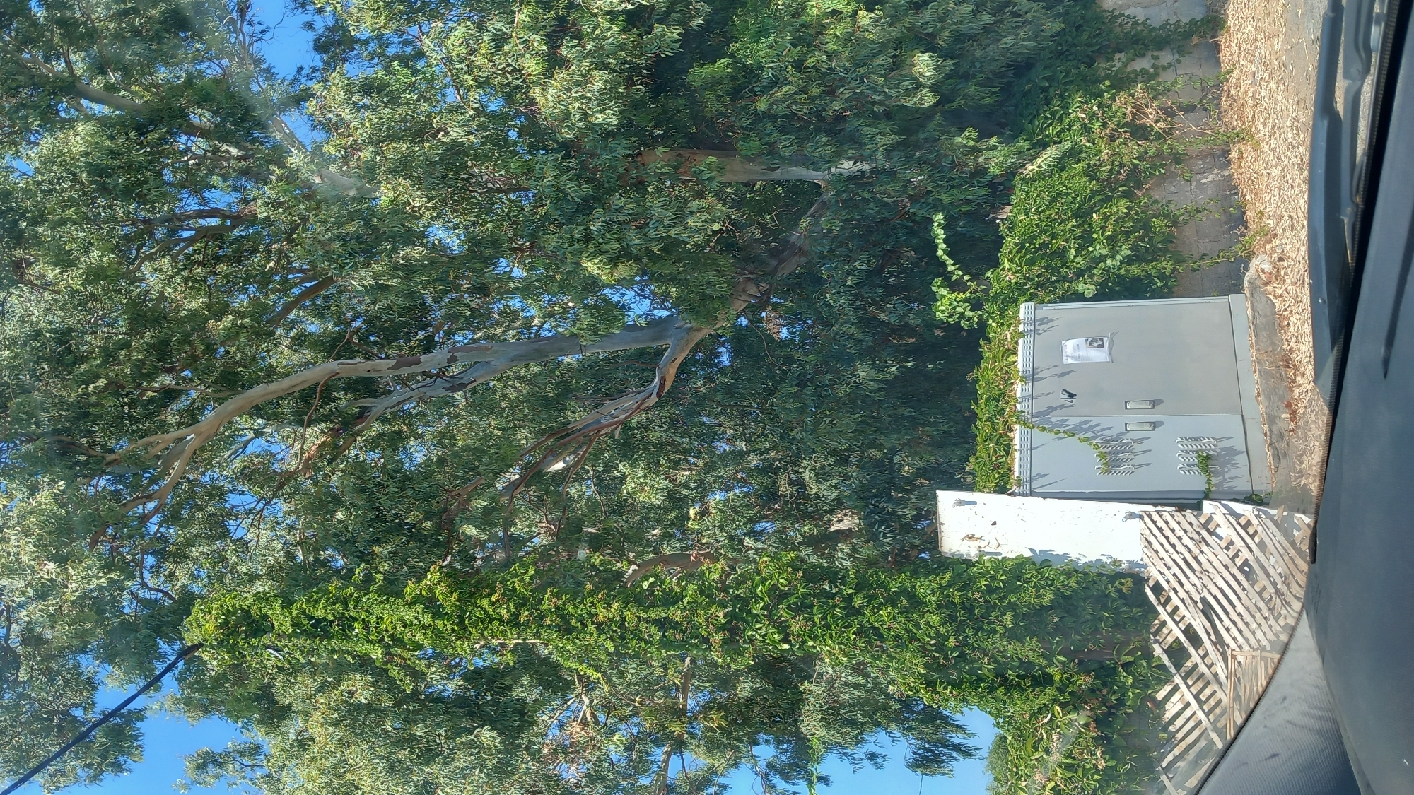 In Άγιος Νεκτάριος, Greece, a grey electrical cabinet is situated outdoors, partially overgrown with green ivy. The cabinet has two doors and vents, with a flyer or poster attached to its right door. To the left of the cabinet, a tall, white, rectangular object leans, also covered in ivy. A slanted, wooden fence-like structure is positioned in front of this object. Lush green trees, predominantly eucalyptus with their distinctive silvery-grey bark, form a dense canopy overhead, their leaves rustling against a clear blue sky. The ground beneath is covered with dry leaves and debris. The scene appears to be captured from inside a vehicle, as indicated by the dashboard and windshield in the foreground.