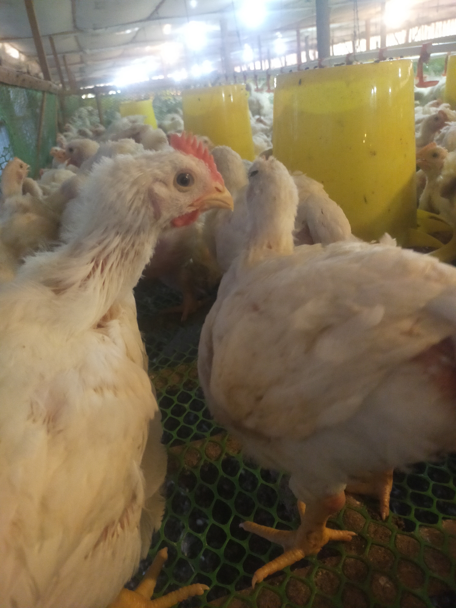 The image depicts a poultry farm inside a structure, possibly a barn or coop, with a bright, possibly artificial, lighting overhead casting a glare. The foreground is dominated by a close-up of a young chicken with fluffy white feathers and a red comb. Its eye is visible, and its beak is slightly open. Behind this chicken, more chickens of similar age and appearance are visible, some partially obscured. In the background, there are large, bright yellow cylindrical objects, likely feeders or waterers. The floor appears to be covered with a green mesh material, and beneath it, a darker substrate, possibly soil or bedding, is visible. The overall environment suggests a controlled farming setting. The location of Sumingkir, Indonesia, is provided contextually but not visually verifiable from the image itself.