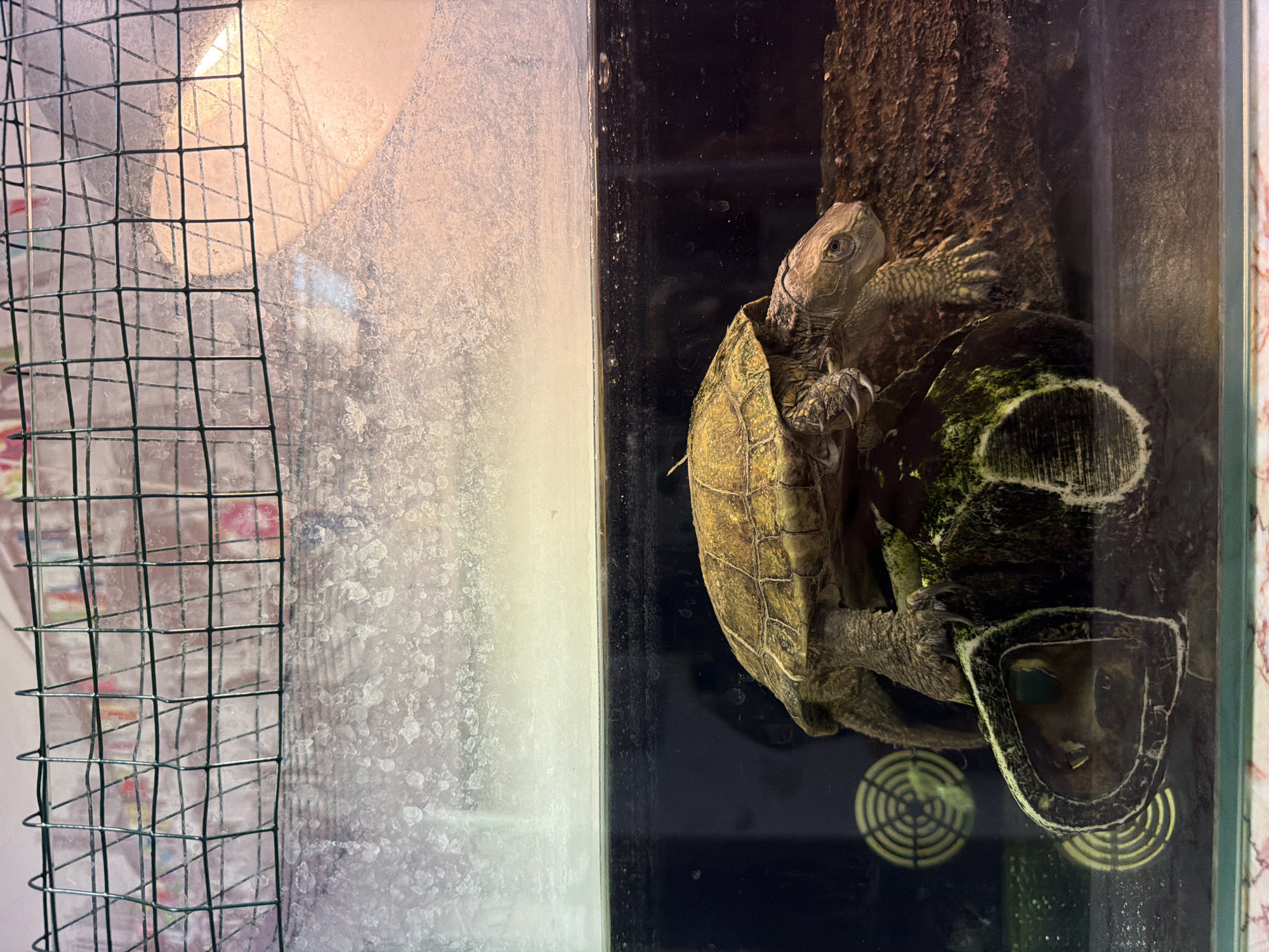 The image, taken in Strasbourg, France, captures two turtles within an indoor enclosure, likely a terrarium or tank. The prominent subject is a turtle, possibly a box turtle or similar semi-aquatic species, positioned on the right side of the frame. It is resting on a textured, brown piece of wood or basking platform, with its head raised and facing towards the left. Details of its scaled skin and sharp claws are clearly visible. A second, darker-shelled turtle is partially visible underneath the first, with some green, possibly algae-like, growth on its shell.
The glass walls of the enclosure are heavily coated with white mineral deposits or water stains, particularly noticeable on the left side. A wire mesh cage, likely a guard for a heat or UVB lamp, is visible on the far left, partially obscuring a bright, warm light source that casts an orange glow into the upper left of the tank. The background behind the mesh is blurred and indistinct. Reflections of circular patterns, possibly from vents or decorations, are visible on the dark bottom surface of the enclosure. The scene depicts the turtles resting in their habitat under artificial light. There is no visible text in the image.