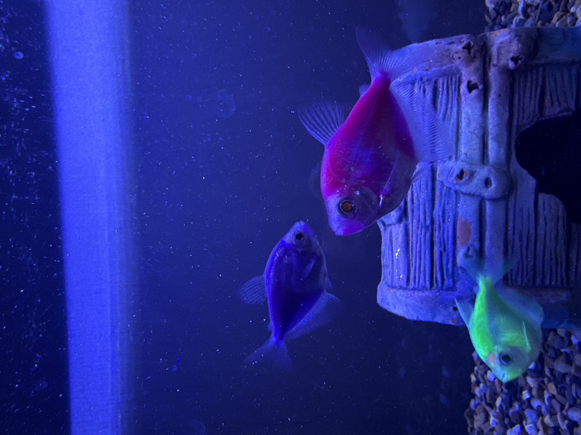 This image captures an indoor aquarium, likely located in Chaikovsky, Russia, illuminated by intense blue lighting that highlights the vibrant, fluorescent colors of three genetically modified GloFish.
In the upper right, a prominent pink or magenta GloFish, appearing to be a black skirt tetra, swims with its body facing towards the left. Its scales and fins glow brightly, and its eye features a dark pupil within a lighter, circular iris. Below and slightly to the left of the pink fish, a smaller, purple-blue GloFish is visible, also exhibiting strong fluorescence. A third GloFish, displaying a bright lime green hue, is partially seen at the bottom right, positioned near the artificial decoration and above the aquarium's gravel substrate.
An artificial aquarium decoration occupies the right side of the frame. It resembles a weathered barrel or cave, featuring a textured surface with vertical striations, suggesting wood or stone. This decor, likely brown or grey in natural light, is bathed in the blue light of the aquarium. Small openings or holes are visible on its surface.
The water in the aquarium is a deep, luminous blue, a result of the specialized lighting that causes the fish to glow. Numerous tiny white particles or bubbles are dispersed throughout the water, adding to the visual texture. The bottom right corner reveals a scattering of dark, multi-colored aquarium gravel. There is no visible text in the image. The overall scene creates a captivating and serene aquatic environment.