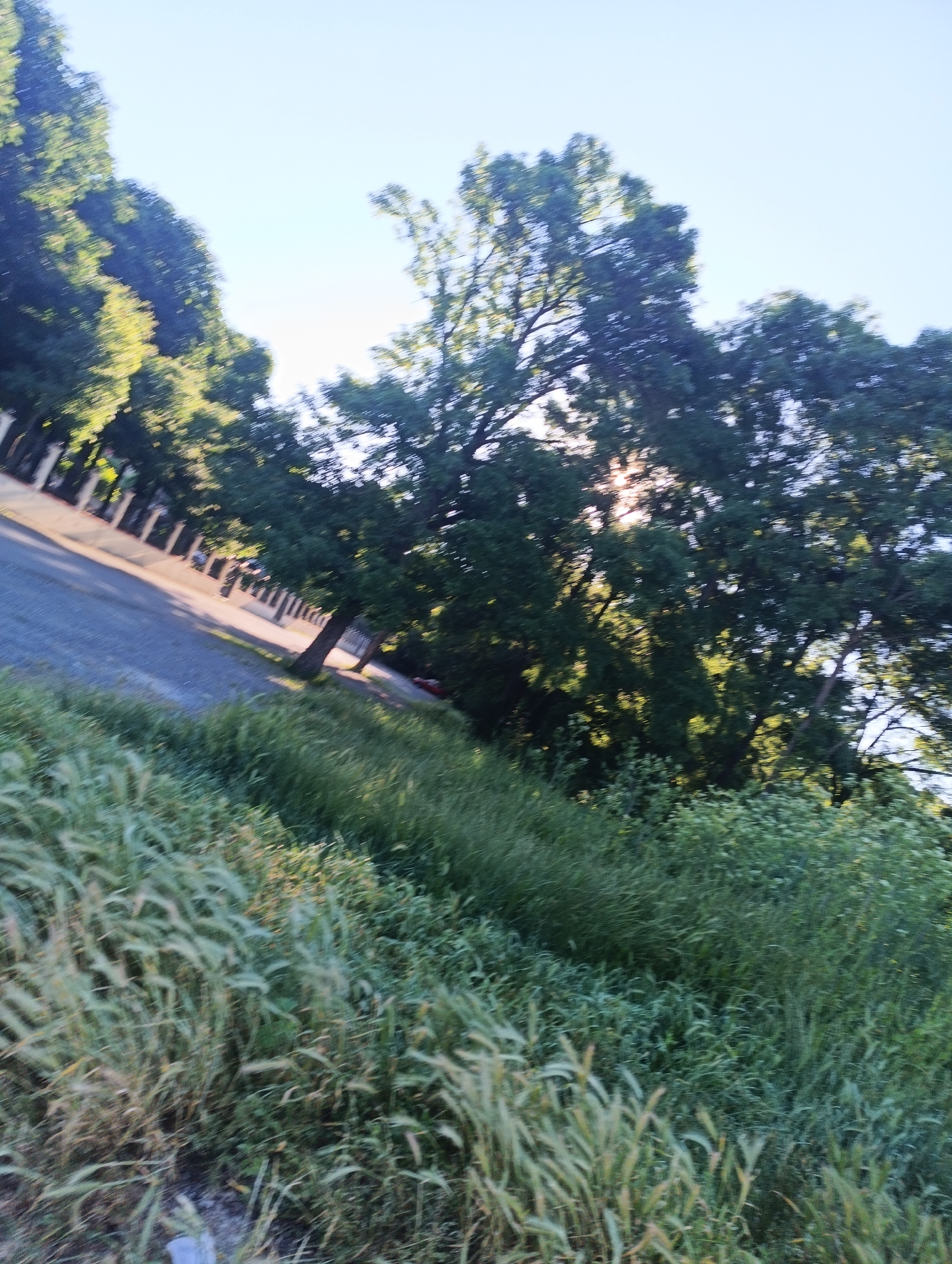 This is a slightly tilted, close-up, exterior shot of a tree-lined street in Karnobat, Bulgaria. The foreground is dominated by tall, dry grass and foliage, with some areas appearing sunlit and others in shadow. A paved road or path runs diagonally through the mid-ground, bordered by a low wall or fence with regularly spaced pillars. Beyond the wall, a row of mature trees with dense green foliage lines the street, with sunlight filtering through the leaves. The sky is clear and bright, with a pale blue hue. The overall impression is of a sunny, natural environment within an urban setting.