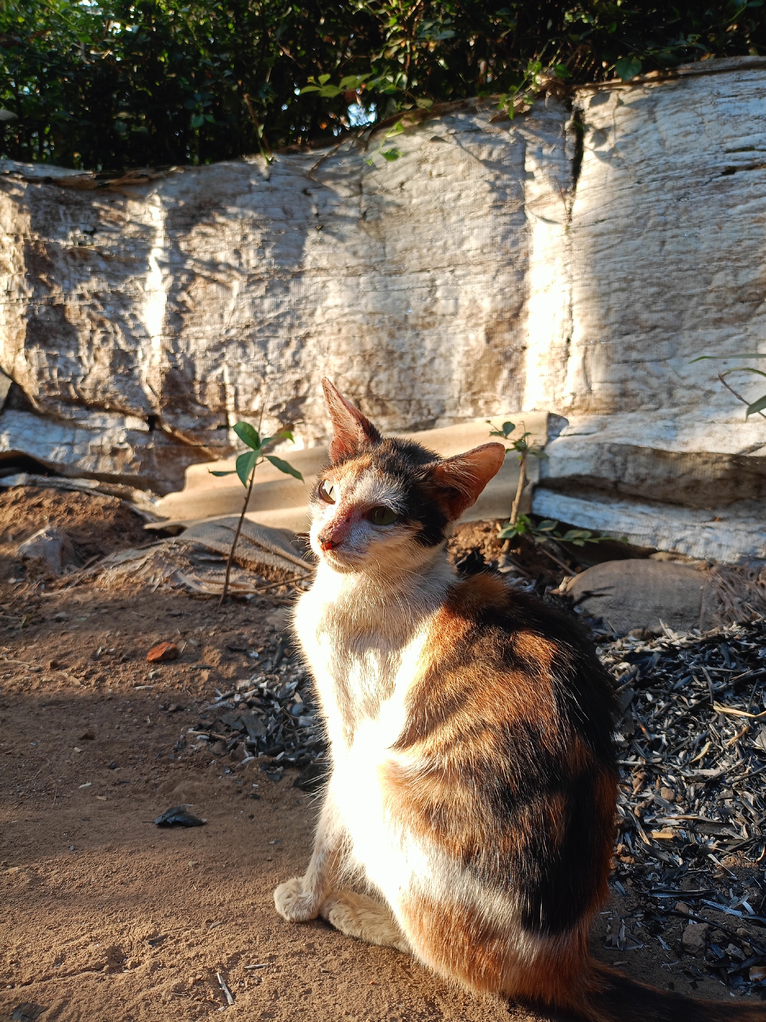 A calico cat sits on sandy ground next to a weathered, crinkled tarp that forms a wall behind it. The tarp is illuminated by the low sun, casting dramatic shadows. Green foliage is visible at the top of the frame, above the tarp. The cat is looking to its left, with its ears perked. The ground is a mix of sand, small rocks, and dark, ash-like debris. A small green plant grows in the soil to the left of the cat, and a reddish-brown rock is visible in the sand in the background. The scene appears to be outdoors in a somewhat neglected area, possibly on the outskirts of Jelbuk, Indonesia.
