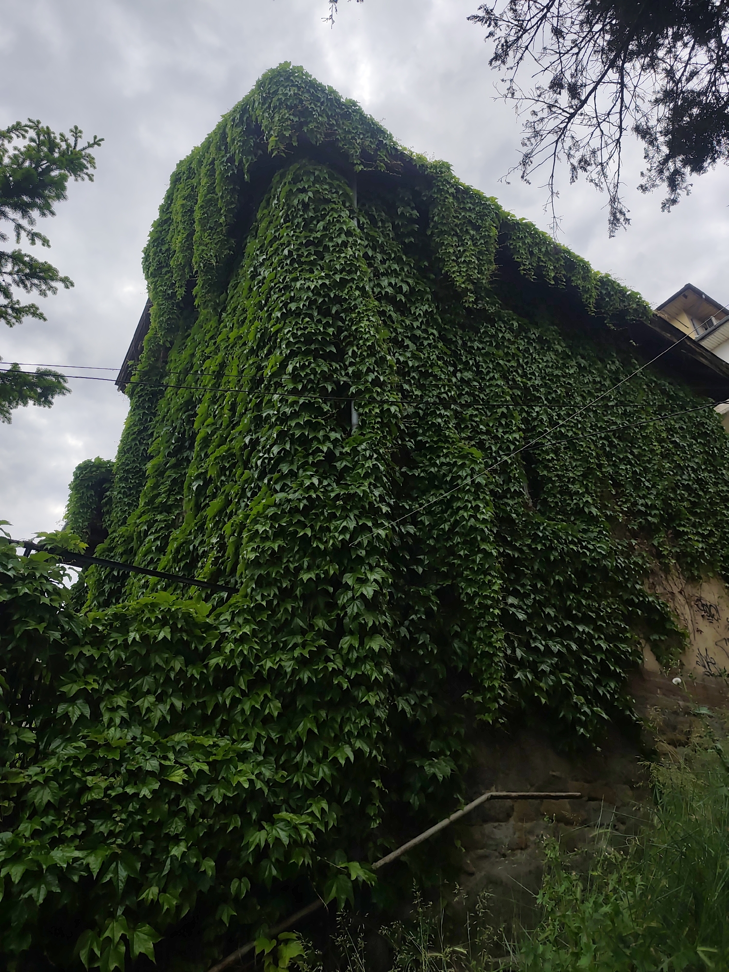 The image depicts a building completely covered in dense green ivy. The building appears to be several stories tall, and the ivy extends from ground level to the roofline, obscuring the architectural details. The sky is overcast and gray. Tree branches are visible on the left and right sides of the frame. A portion of an adjacent building is visible on the upper right. The location is in a city of Unknown, Unknown.