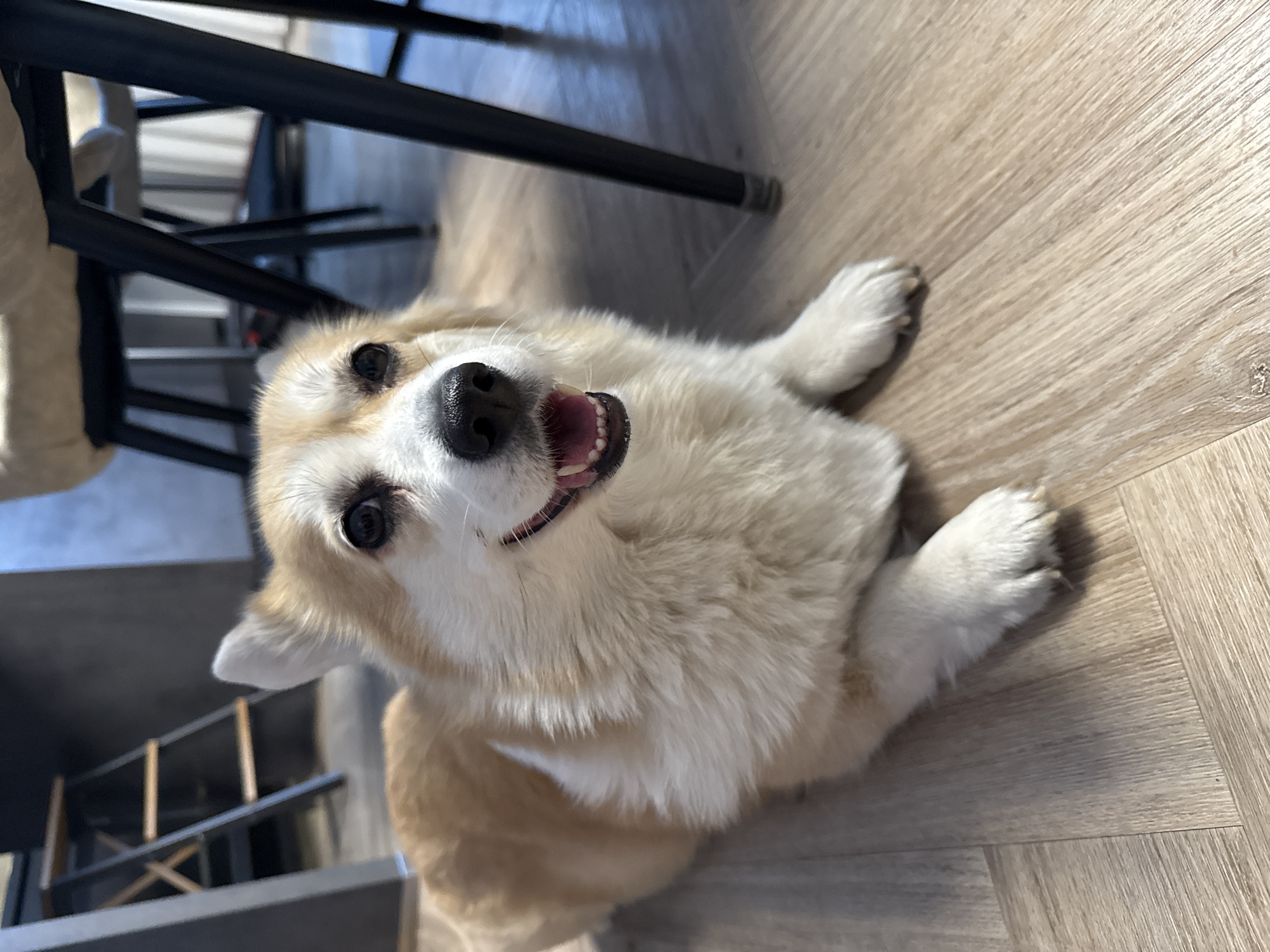 A tan and white corgi dog is lying on a wood-patterned floor. The dog is on its back with its front paws extended and its mouth open in a smile. A black chair leg is in the background. The location is unknown.
