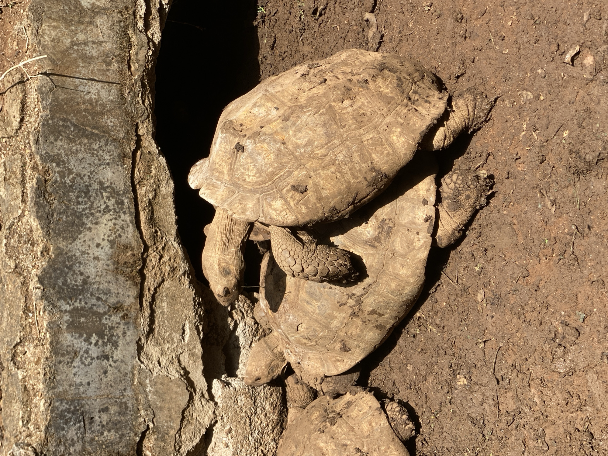 The image displays a cluster of at least four large tortoises, heavily soiled with mud and dirt, gathered around a dark, narrow crevice or burrow entrance. The tortoises, likely Sulcata tortoises, have sturdy, textured shells and rough skin. One prominent tortoise rests partially atop another, with its head and forelegs positioned near the dark opening. Beneath it, a second tortoise's shell and head are visible, while a third tortoise's head and front limb can be seen further down toward the bottom left. A fourth tortoise's shell is partially visible at the very bottom of the frame.
The setting is an outdoor, natural or semi-natural environment, characterized by dry, earthy, and muddy ground. To the left, a rugged, vertical rock or concrete structure forms the boundary of the dark crevice, suggesting a sheltered space or burrow. The ground consists of brown soil with scattered debris, indicative of an arid or semi-arid landscape.
Strong, direct sunlight illuminates the scene, creating distinct shadows and emphasizing the textures of the tortoises' shells and the surrounding earth. This lighting suggests it is daytime, likely mid-morning or afternoon. The tortoises appear to be communally clustered, possibly seeking shelter, warmth, or engaging in social interactions within or around the crevice. There are no human subjects or visible text present. The location context is Maigizo, Nigeria.