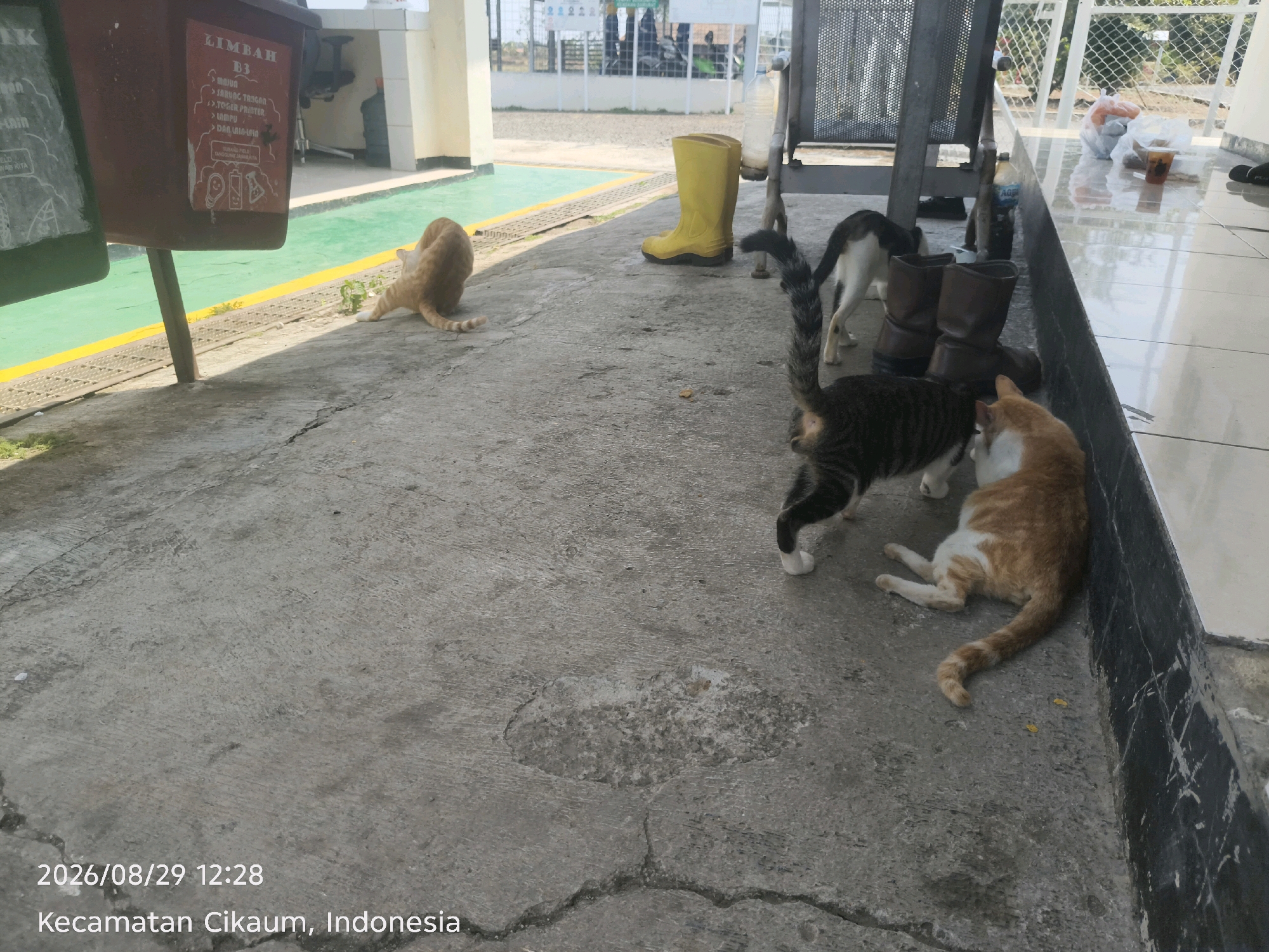 In Subang, Indonesia, on August 29, 2026, at 12:28 PM, four cats are present in an outdoor concrete area. Two of the cats are orange and white, with one lying down near a dark-colored wall and the other grooming itself in front of a maroon recycling bin. A third cat, predominantly black and white with a striped tail, is walking away from the camera. The fourth cat, mostly black and white, is partially obscured. In the background, a yellow boot stands upright next to a pair of brown boots. A green-lined area with a yellow border is visible to the left, and a chain-link fence with some vegetation beyond it is to the right. The environment appears to be a public outdoor space, possibly near a facility with waste management services, given the presence of the recycling bins.