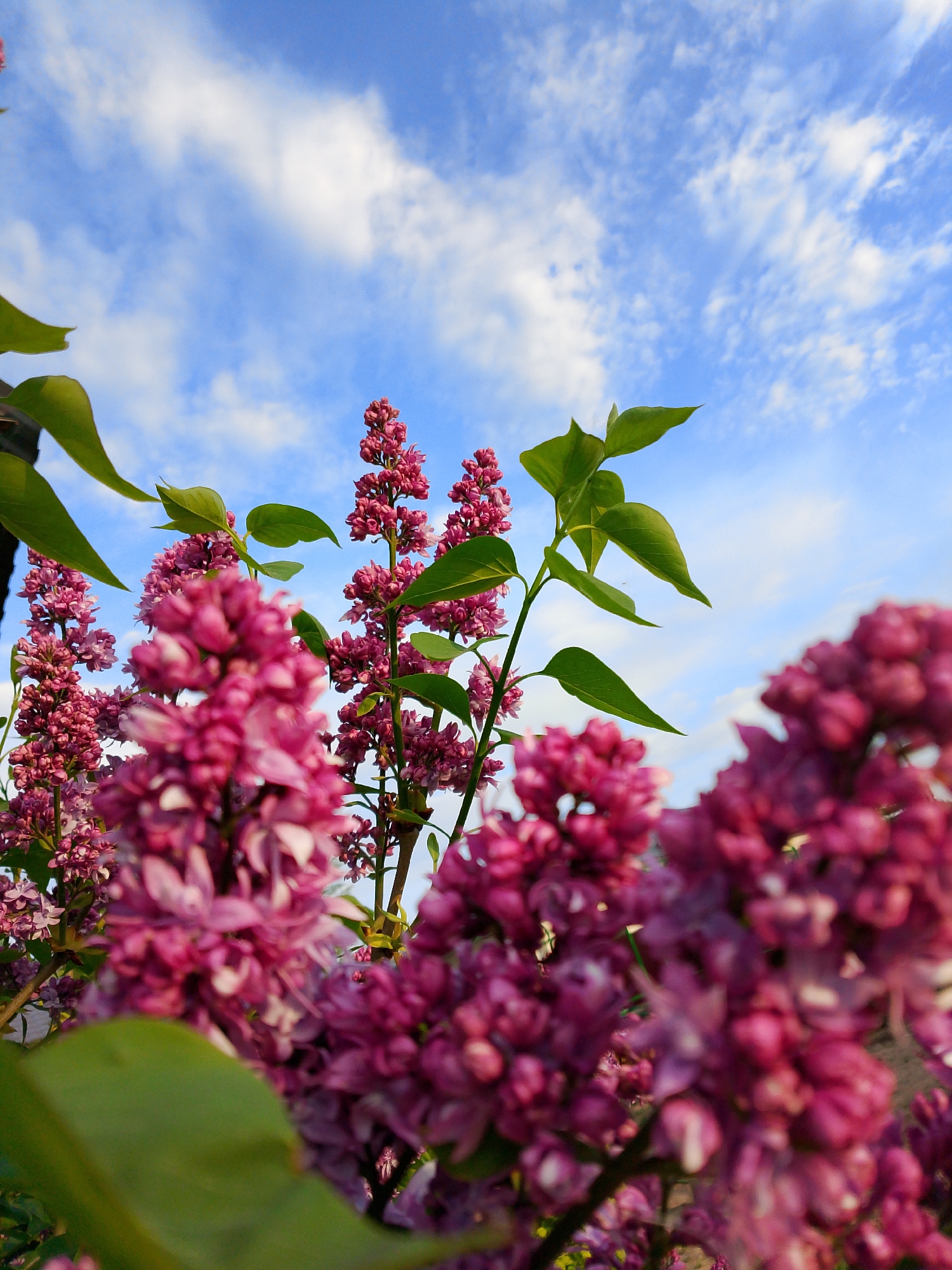 The image features a low-angle view of pinkish-purple lilac flowers in full bloom. The flowers are clustered tightly together, with green leaves interspersed among them. The stems of the lilac bushes are visible in the background. Above the flowers, a blue sky is visible with scattered white clouds. The lighting suggests it is daytime. The location is in the city of Прикамский, Russia.