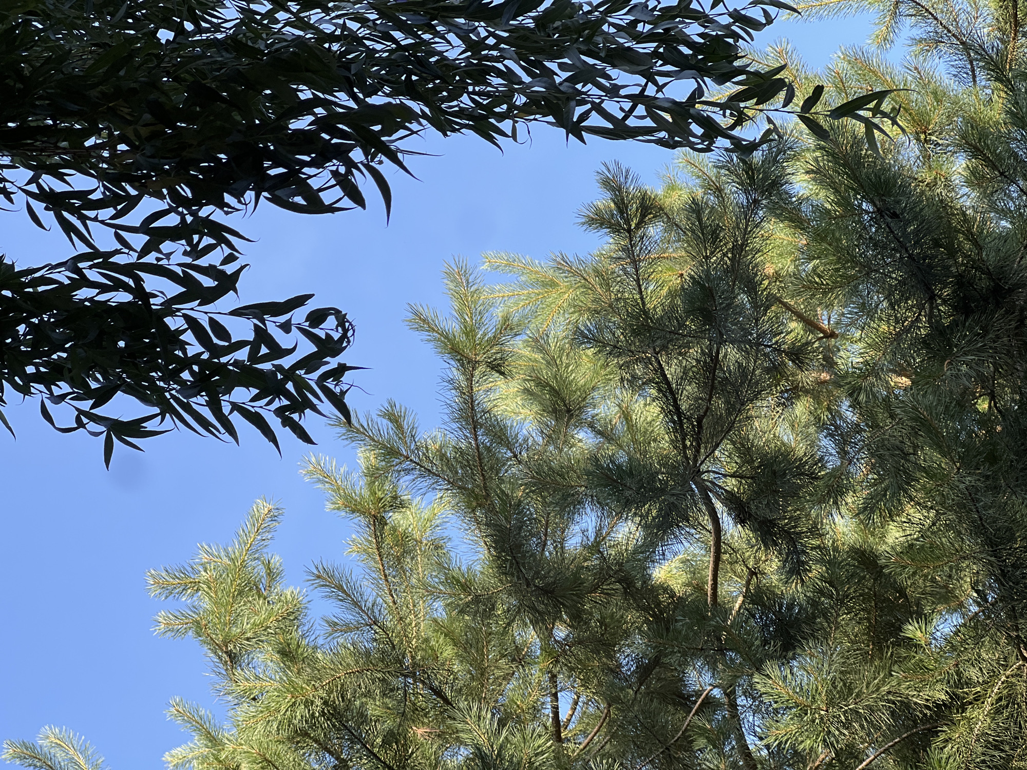 This is a close-up, eye-level, outdoor photograph of pine tree branches and willow tree branches against a clear blue sky. The pine branches, on the left and center of the frame, are a vibrant green and densely packed with needles. Sunlight filters through the needles, creating highlights and shadows. The willow branches, on the right and top of the frame, are darker green and droop downwards, their long, slender leaves casting shadows on the sky. The scene is peaceful and natural, with no people or man-made objects visible. The image was taken in Severskaya, Russia.
