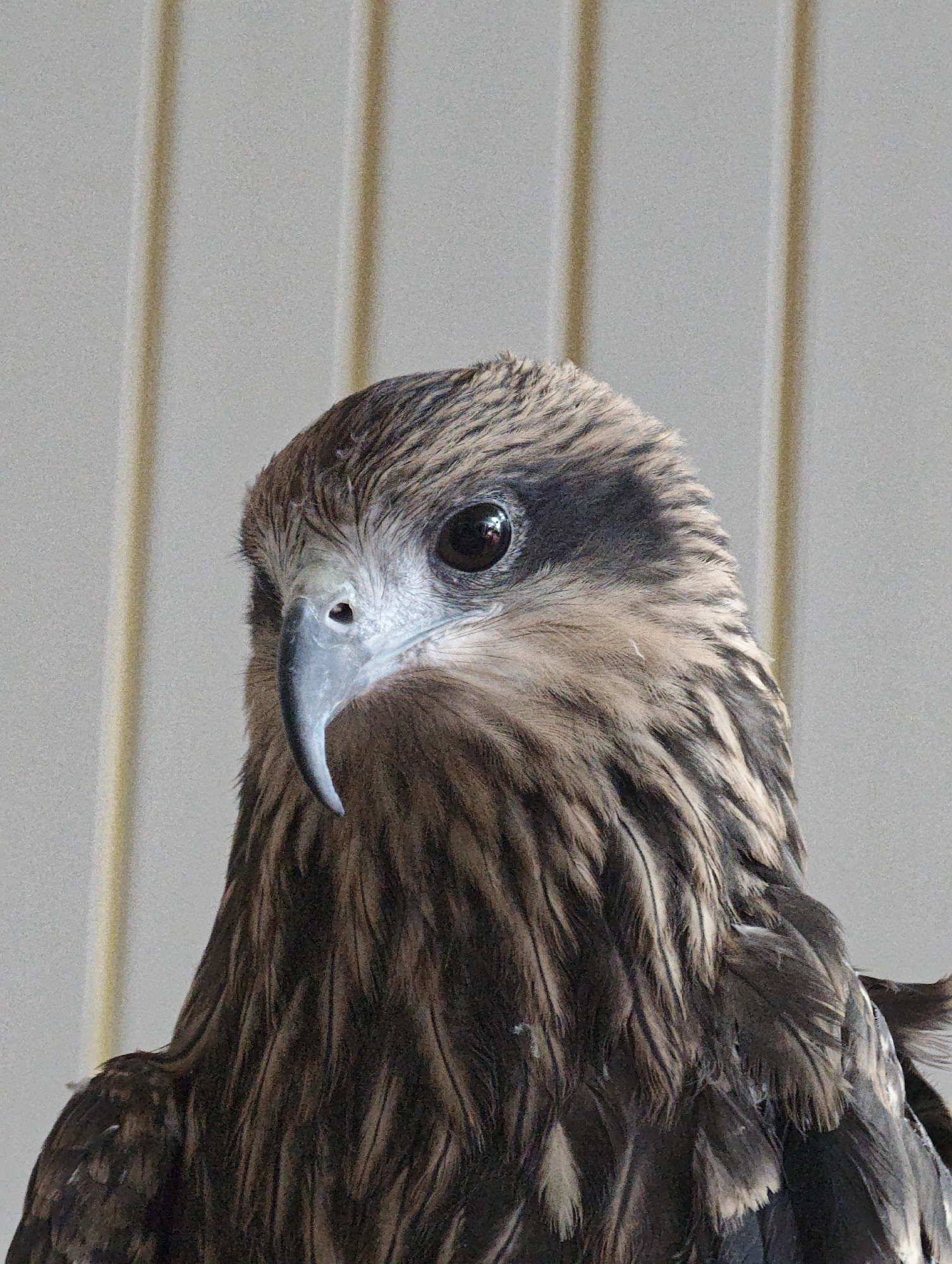 A close-up, waist-up portrait of a black kite is shown against a plain, light gray background with vertical lines. The bird is positioned to the left of the frame, with its head turned slightly to the left. Its dark eye is visible, reflecting the light, and its sharp, curved beak is pointed downwards. The plumage is a mix of dark brown and lighter brown feathers, with some white flecks visible on the chest and neck. The background appears to be a wall with vertical panels, possibly indoors or on a covered porch. No specific location within a city is discernible.