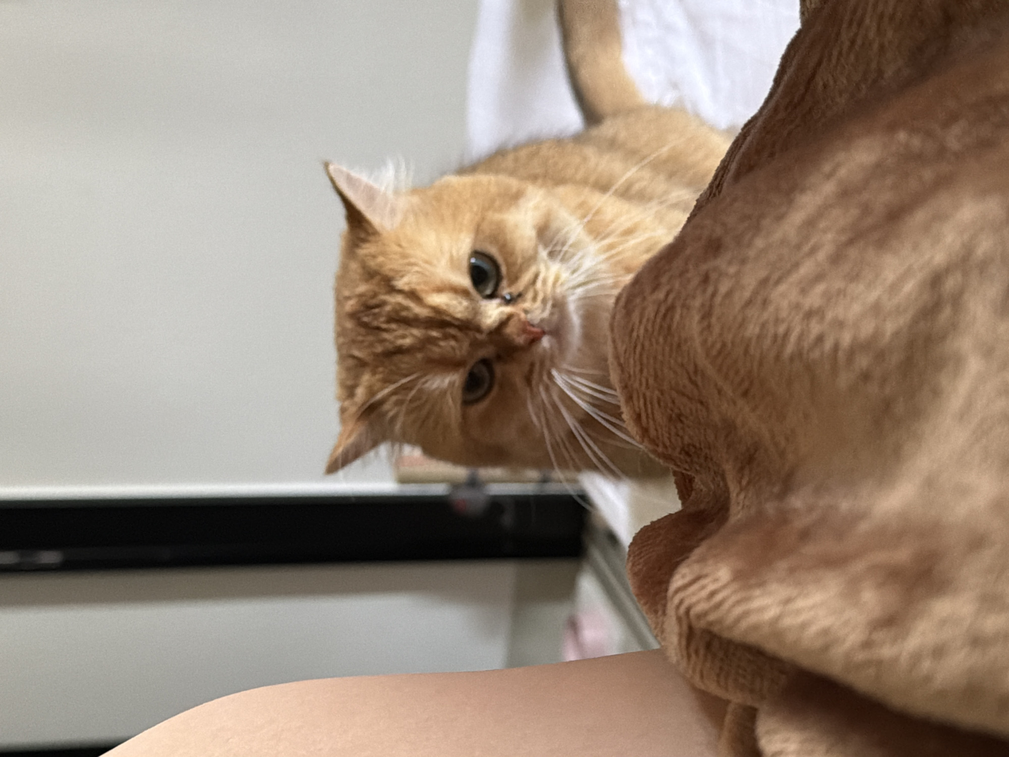 This close-up indoor shot features a golden-orange cat, likely a British Shorthair, peeking into the frame with an inquisitive expression. The cat's head is tilted, and its large, round, dark eyes are fixed directly on the viewer. Its prominent white whiskers splay outwards, and a tiny hint of its pink tongue is visible, adding to its curious or playful demeanor. The cat's fur appears soft and dense.
In the bottom left corner, a section of light-toned human skin, possibly an arm or leg, is visible, suggesting a personal interaction between the cat and a person. A significant portion of the right side of the image is filled with soft, textured brown fabric, resembling a plush blanket or an item of clothing, which partially obscures the cat's body.
The background is simple and slightly out of focus, showing a plain light grey or white wall. A dark, narrow, horizontal object, possibly a shelf, headboard, or piece of furniture, spans the mid-ground. The lighting is soft and even, characteristic of an indoor setting, likely a home, during daytime or with ample artificial light. The overall atmosphere is intimate and warm. No visible text is present in the image. This scene is set in Đà Nẵng, Vietnam.
