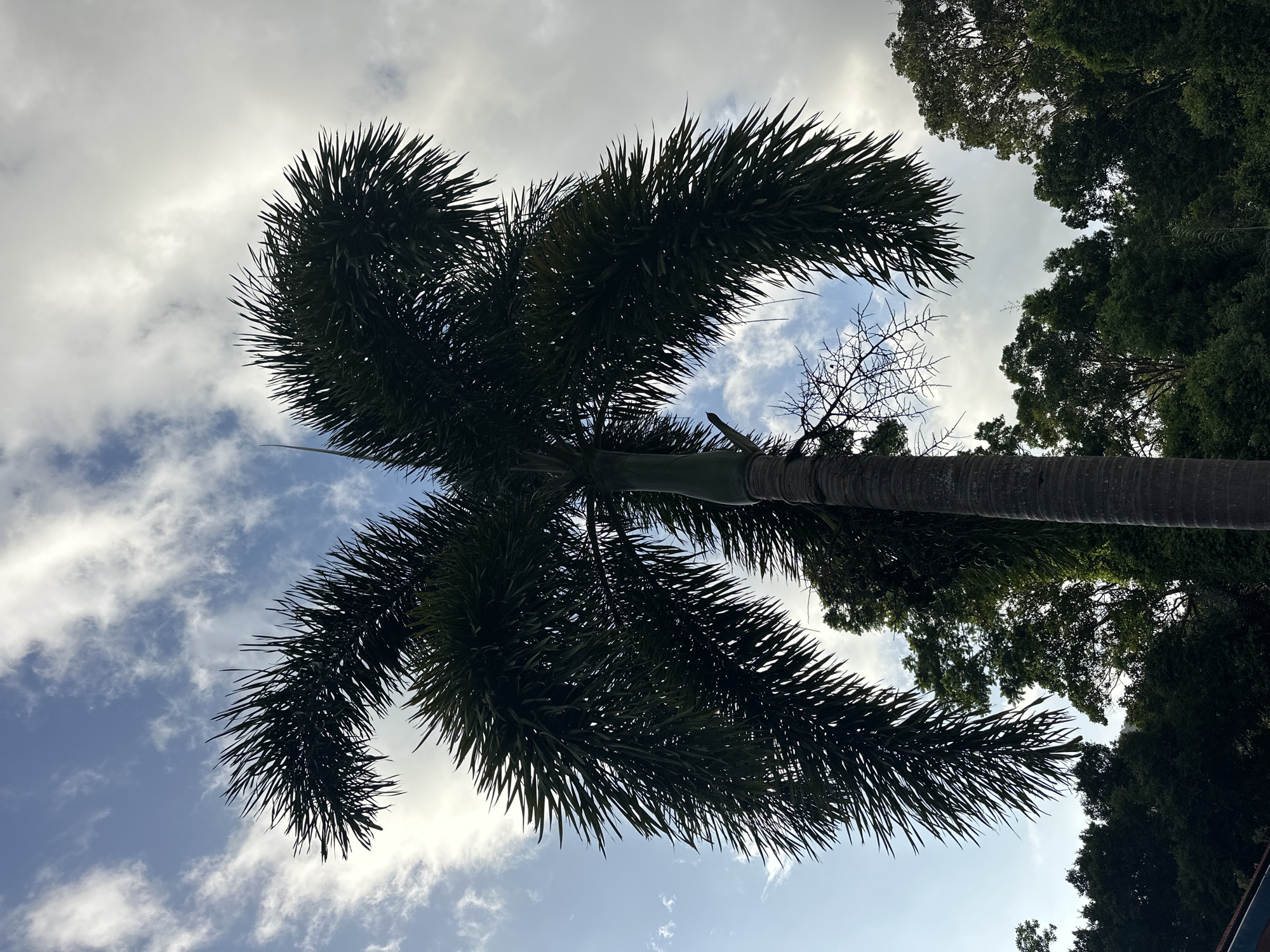 A low-angle shot captures a palm tree against a cloudy sky. The palm tree is in the foreground, its fronds fanning out in a symmetrical pattern. The trunk of the palm tree is visible and textured. In the background, a dense line of dark green trees forms a natural barrier. The sky is a mix of blue and white clouds, suggesting a partly cloudy day. The scene appears to be outdoors, likely in a tropical or subtropical environment given the presence of the palm tree and lush foliage. There are no people or animals visible in the frame. The lighting suggests it is daytime, possibly late afternoon due to the slight haziness and contrast. The overall impression is one of natural beauty and tranquility.