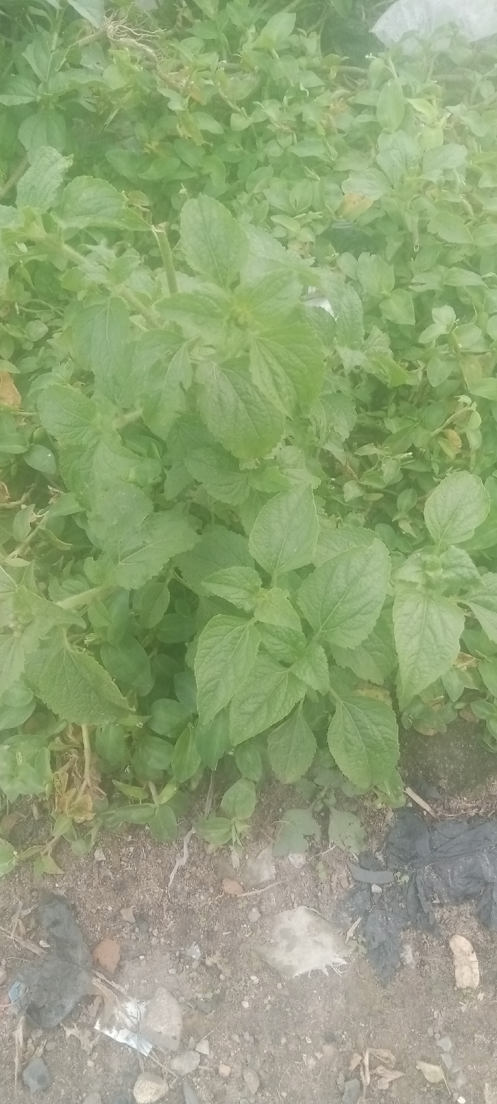 The image displays an outdoor scene in Gauraka, Nigeria, predominantly featuring a dense, vibrant green foliage. Approximately two-thirds of the frame, from the mid-ground upward, is occupied by numerous leafy plants, characterized by broad, ovate, and textured green leaves with visible stems, indicative of a shrub-like or ground-covering growth. The lower third of the image shows exposed, disturbed ground composed of light brown soil mixed with scattered small stones and pebbles of various sizes and shades. Interspersed within the soil and stones are pieces of debris, including dark, crumpled material, possibly plastic or fabric, visible towards the right, and lighter fragments of indeterminate material. No individuals, specific actions, or interactions are present in the scene. The environment appears to be an uncultivated or semi-wild vegetated area adjacent to a loose, refuse-strewn ground surface.
