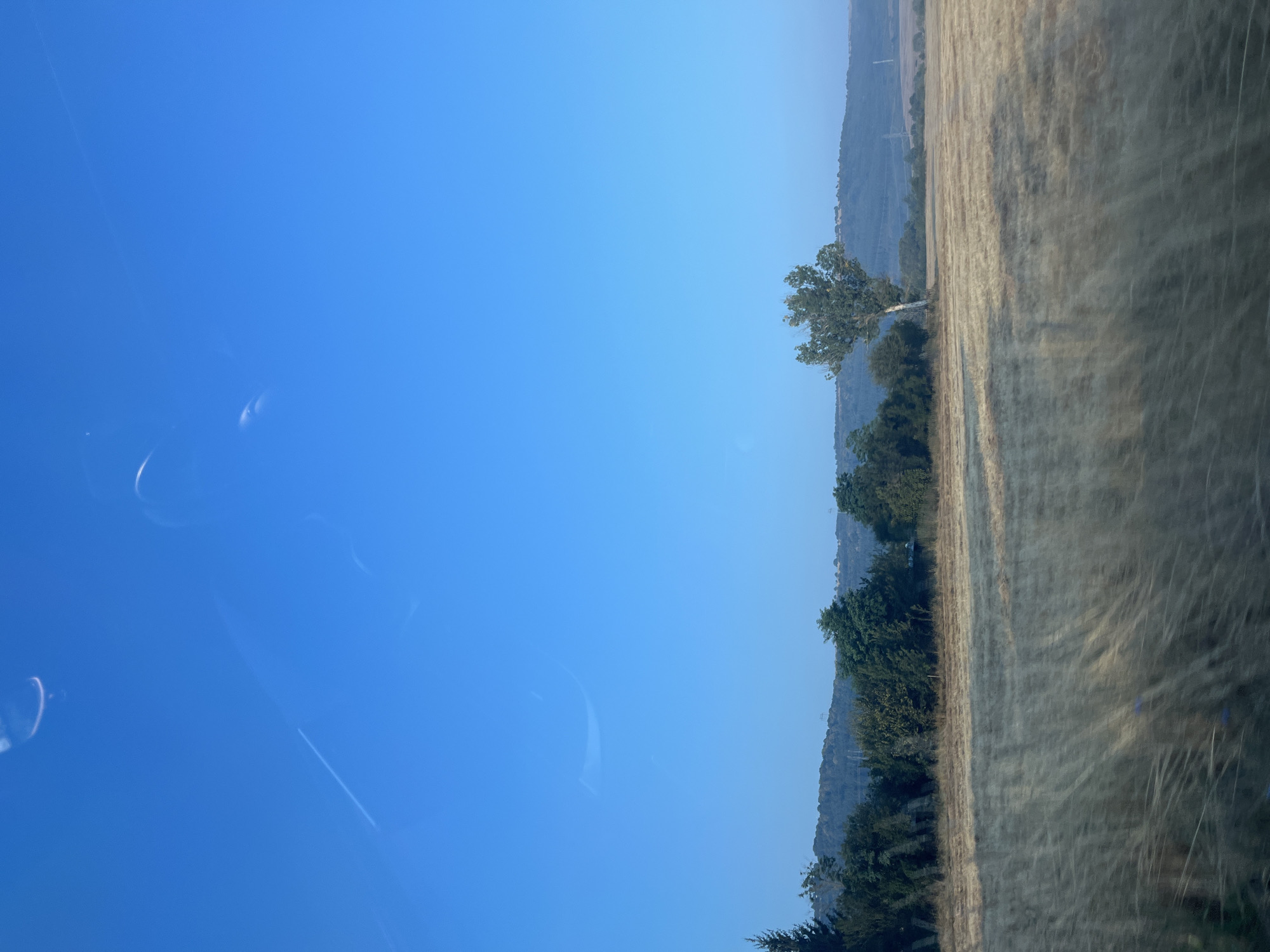 A vast, sunlit field of dry grass stretches across the lower half of the image, its texture blurred by motion. A lone, tall tree with a sparse canopy stands in the middle ground, casting a long shadow. Beyond the field, a dense line of trees forms a dark green border against a hazy, rolling hillside. The upper portion of the image is dominated by a clear, bright blue sky, with faint, wispy streaks of clouds visible. The overall impression is one of an open, rural landscape under a bright sky.