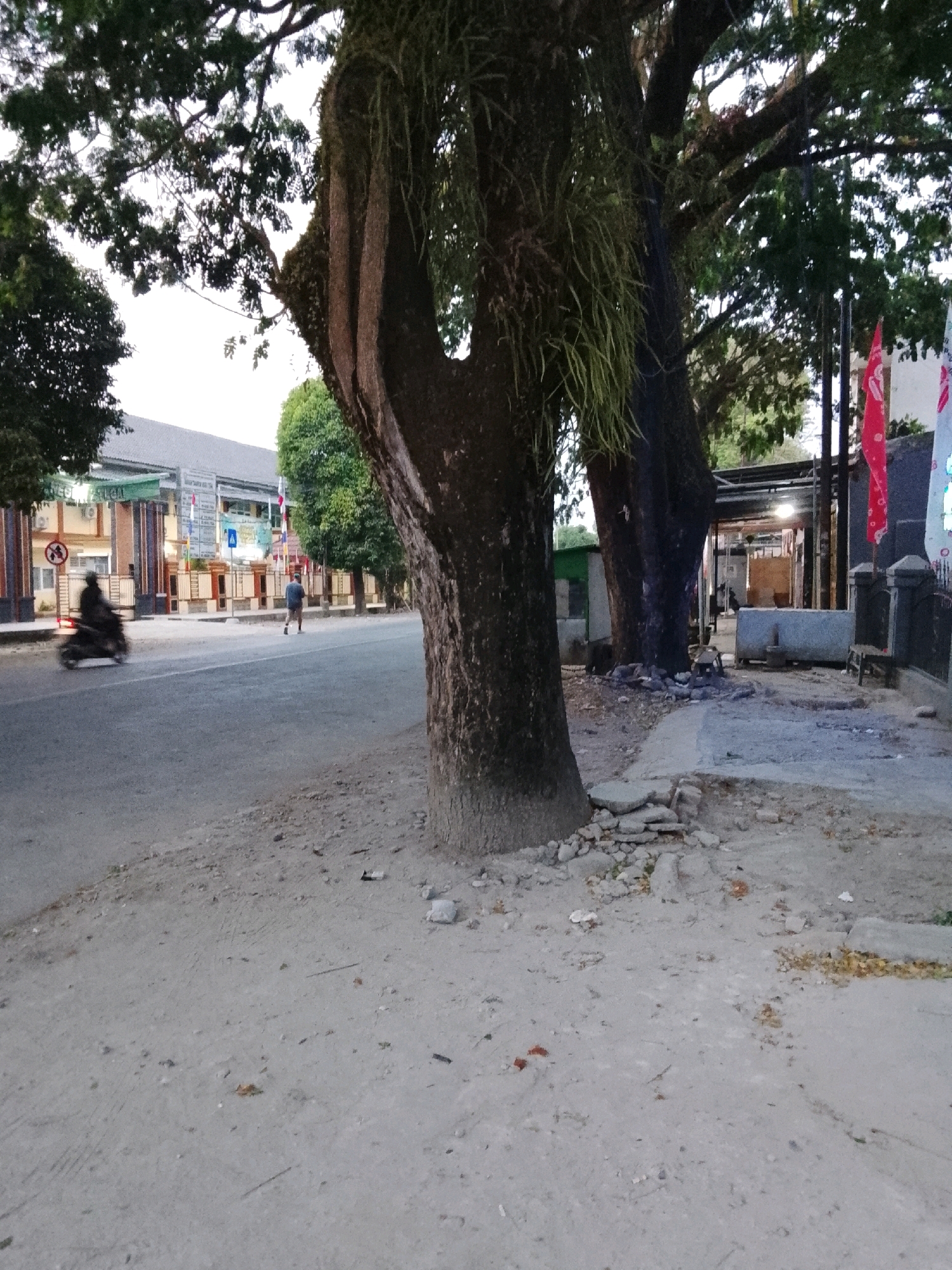 This is an outdoor, eye-level, medium shot photograph taken at street level in Slawi, Indonesia. The image captures a section of a paved road with a sandy, gravelly shoulder. Large trees with thick, gnarled trunks and extensive foliage dominate the foreground and mid-ground, casting shadows across the scene. One tree in the foreground has a significant amount of epiphytic growth hanging from its branches.
In the background, a two-story building with a light-colored facade, possibly a school or public facility, is visible. The building has an entrance with pillars and several signs, including one with a red circle and a diagonal line, indicating a prohibition. A red and white flag is mounted on a pole to the right of the building's entrance. Adjacent to the building, a covered outdoor area or structure is present, with several large concrete blocks or structures situated nearby.
On the road, a person is walking away from the camera, and a motorcycle with a rider is moving from left to right in the mid-ground. The lighting suggests it is either early morning or late afternoon. The environment appears to be a relatively calm street scene with a mix of natural elements (trees) and urban infrastructure.
