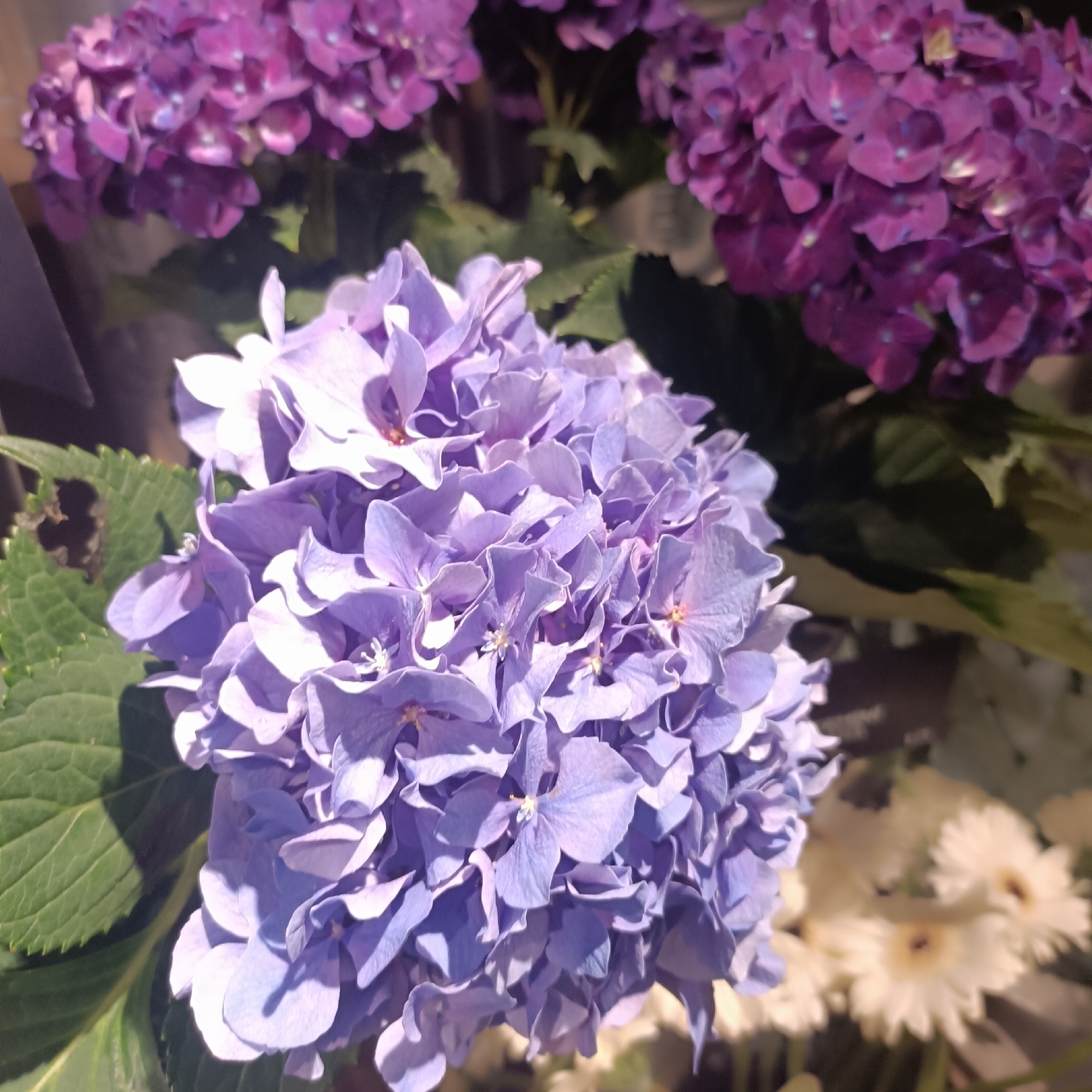 In this close-up, medium-shot image, a cluster of vibrant purple hydrangeas is the primary focus, with a hint of lighter purple hydrangeas in the background and blurred white gerbera daisies at the bottom right. The hydrangeas display a multitude of delicate, layered petals, showcasing varying shades of purple and lavender, with some areas catching the light to reveal a softer, almost pinkish hue. The texture is rich and dense, with individual florets forming a voluminous, round shape. In the mid-ground, large, serrated green leaves provide a natural contrast to the flowers. The background is softly blurred, suggesting a depth of field that draws attention to the foreground subjects. The lighting appears to be natural, casting subtle shadows that highlight the three-dimensional form of the flowers. There are no people visible in the image, and the overall setting is natural and serene, suggesting it might be a garden or a florist's display. There is no visible indication of this scene being located in Frankfurt, Germany, or any other specific city.